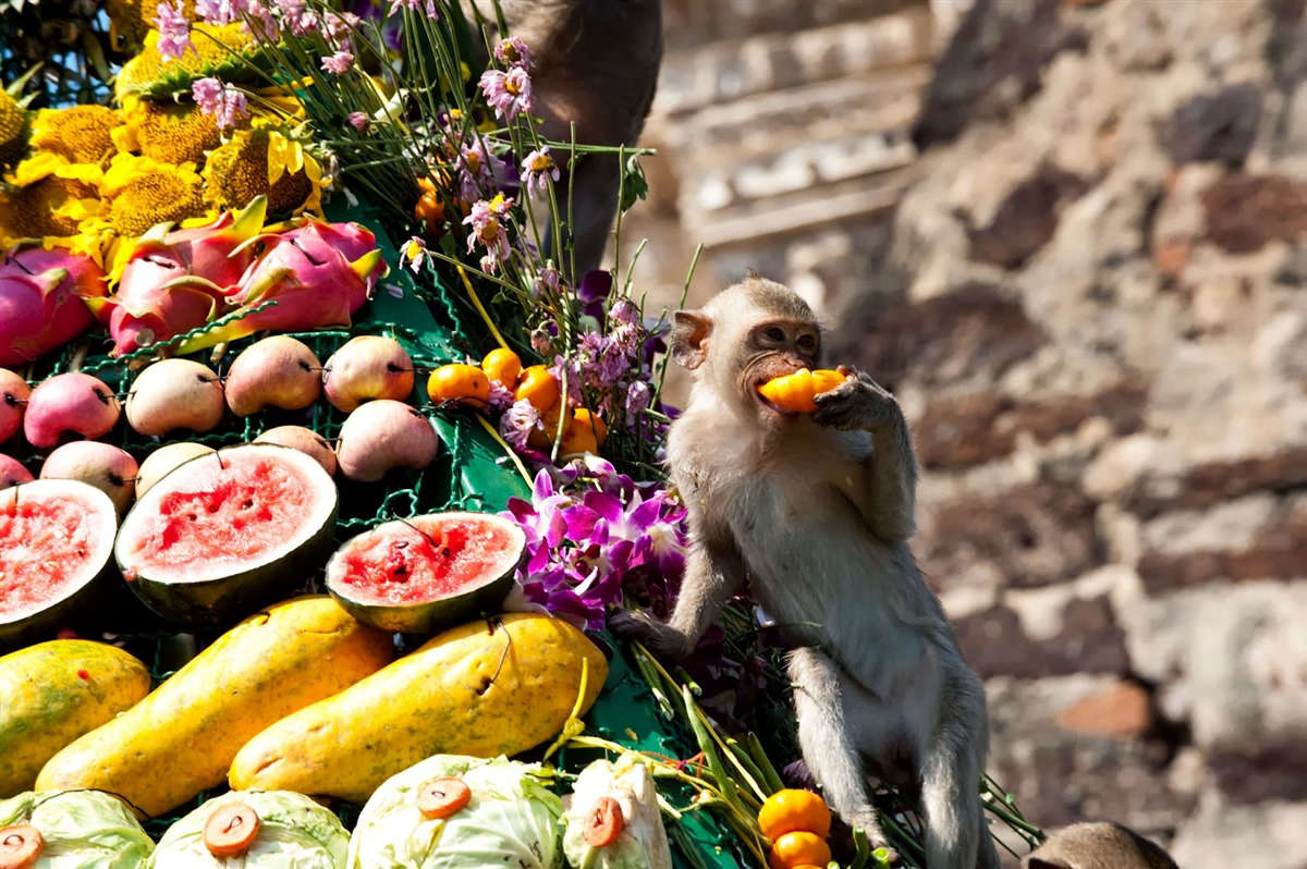 Фестиваль обезьян Лопбури, Таиланд