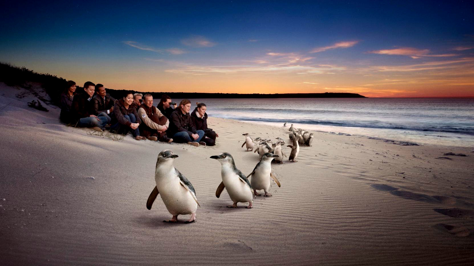 Наблюдение за пингвинами на острове Филлип