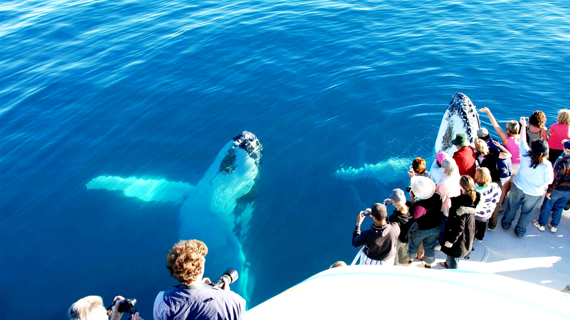 Наблюдение за китами на острове Фрейзер