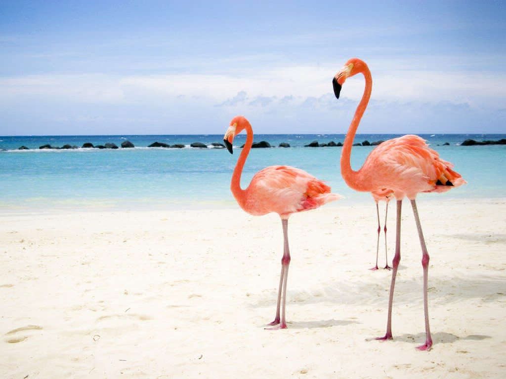 Фламинго разгуливающие по пляжу Кайо Коко