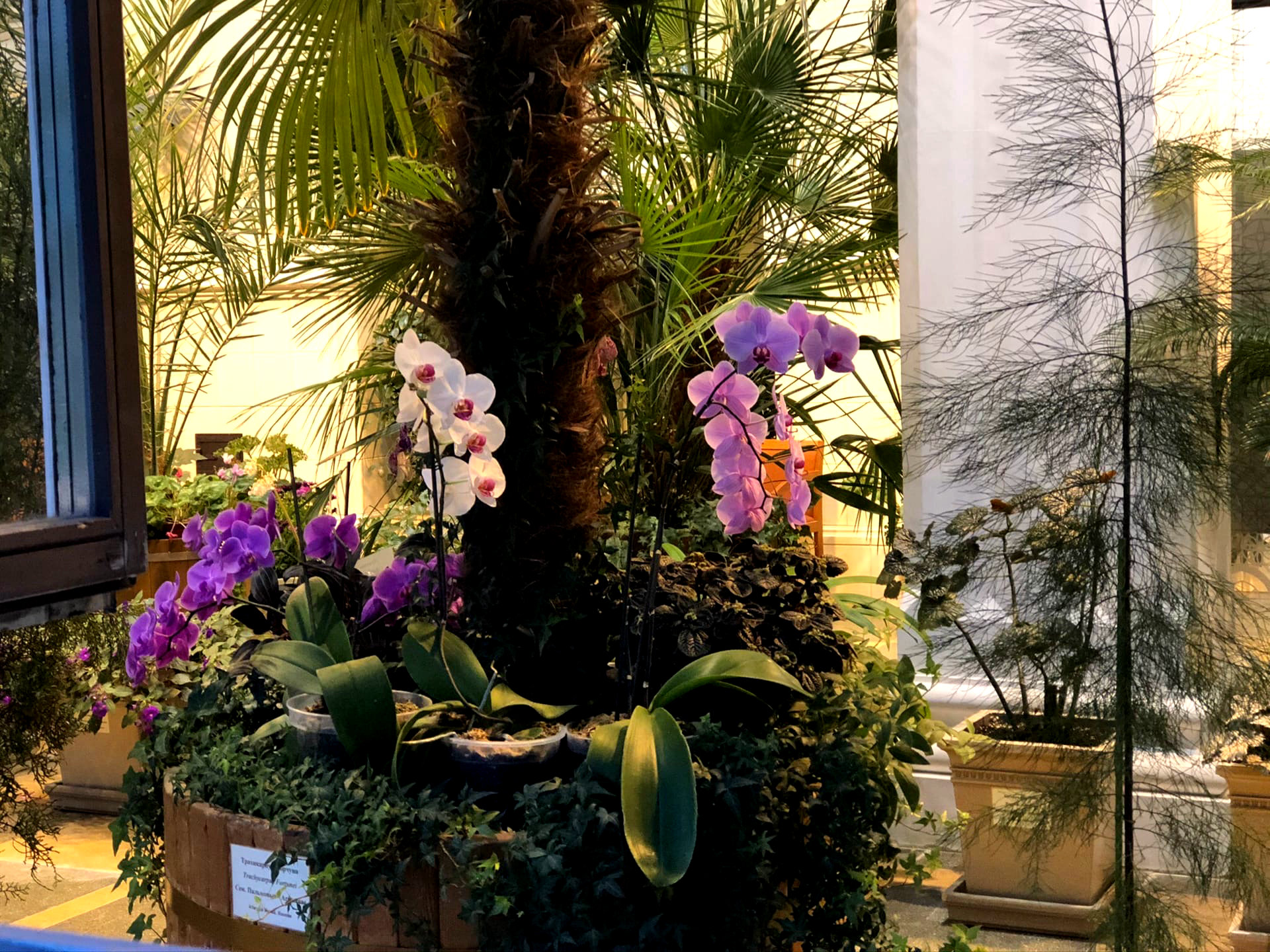 Цветущие орхидее в Царицынских оранжереях
