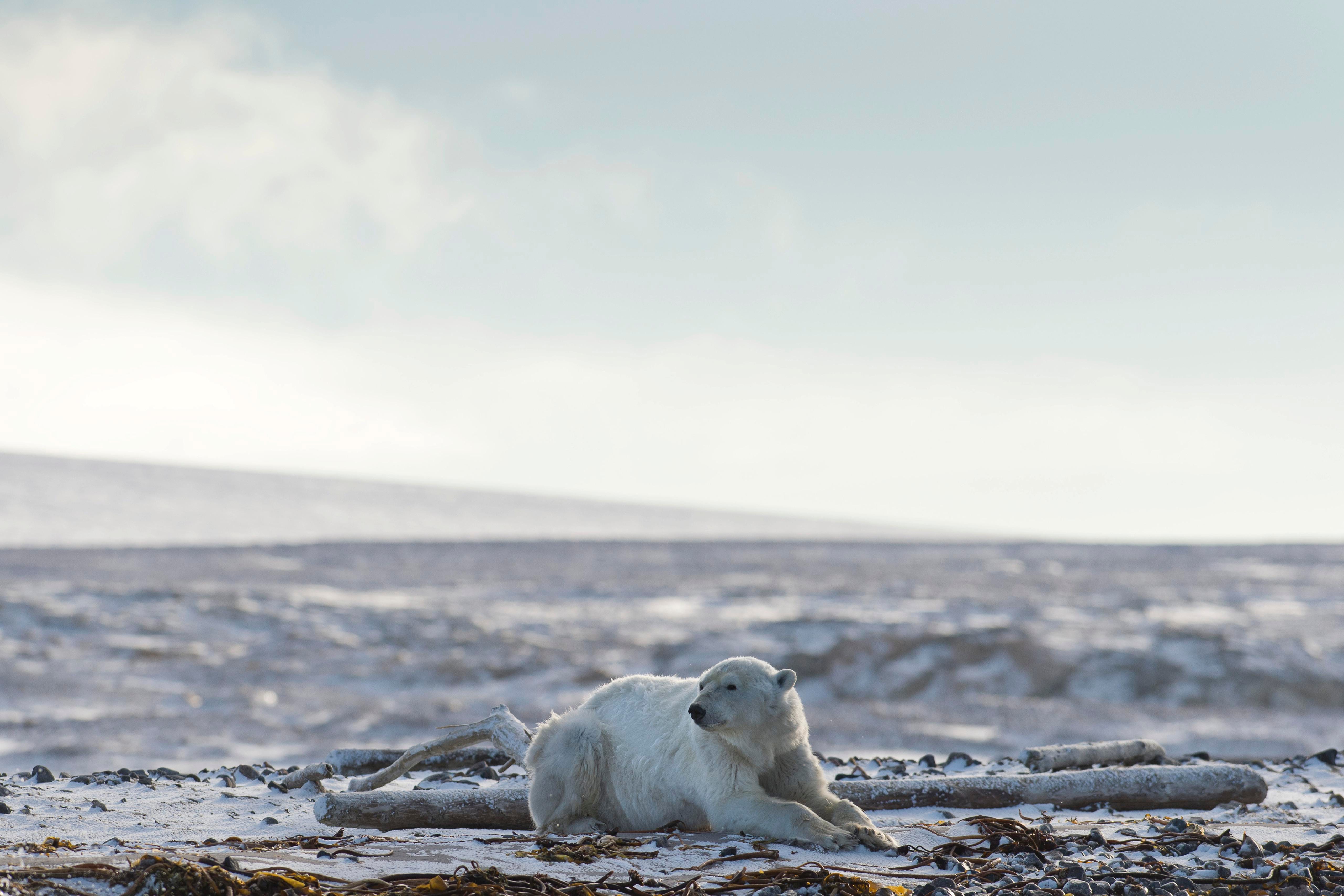 Архипелаг Шпицберген - одно из немногих мест в мире, где можно увидеть белых медведей в дикой природе