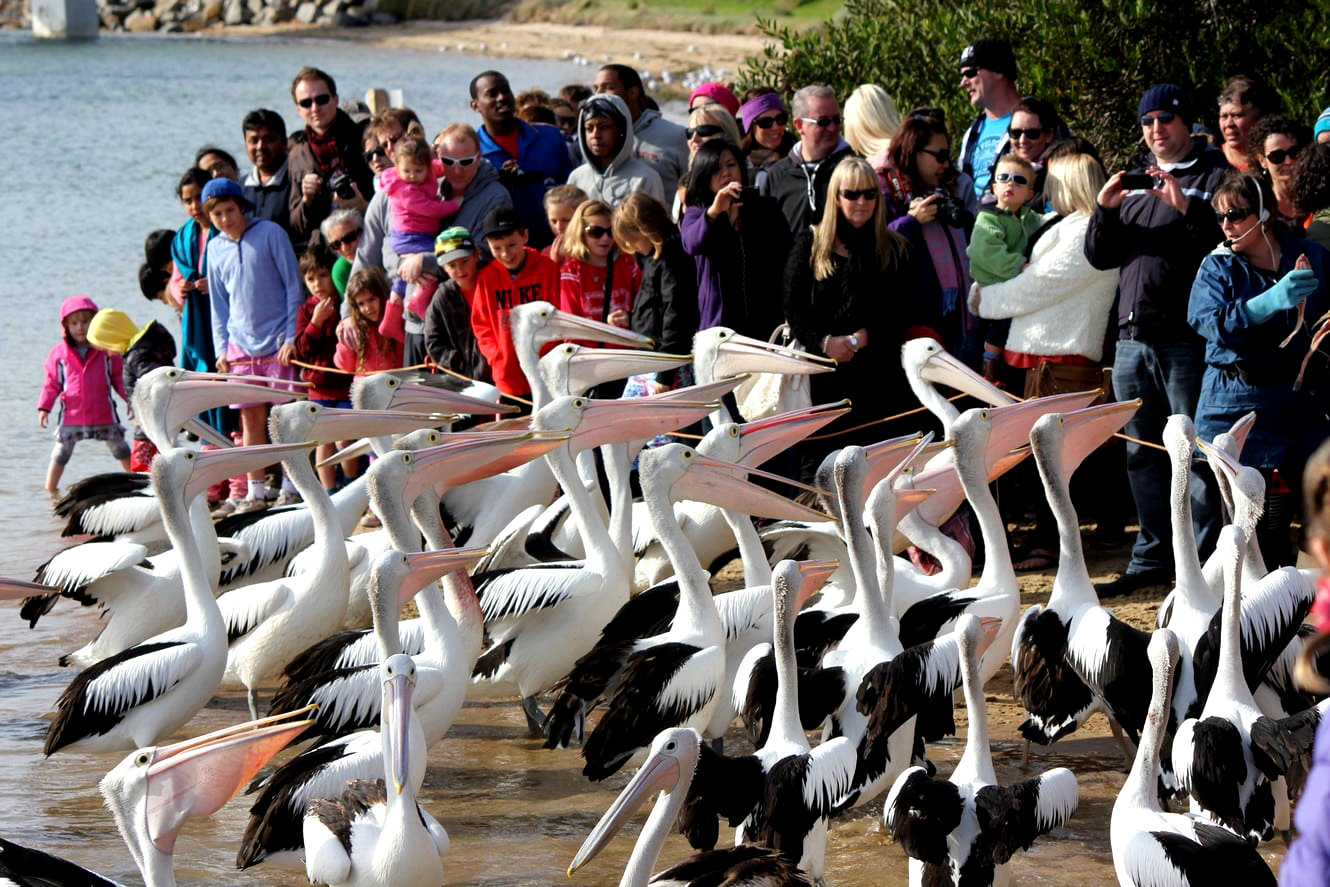 Кормление пеликанов в Сан-Ремо, Австралия