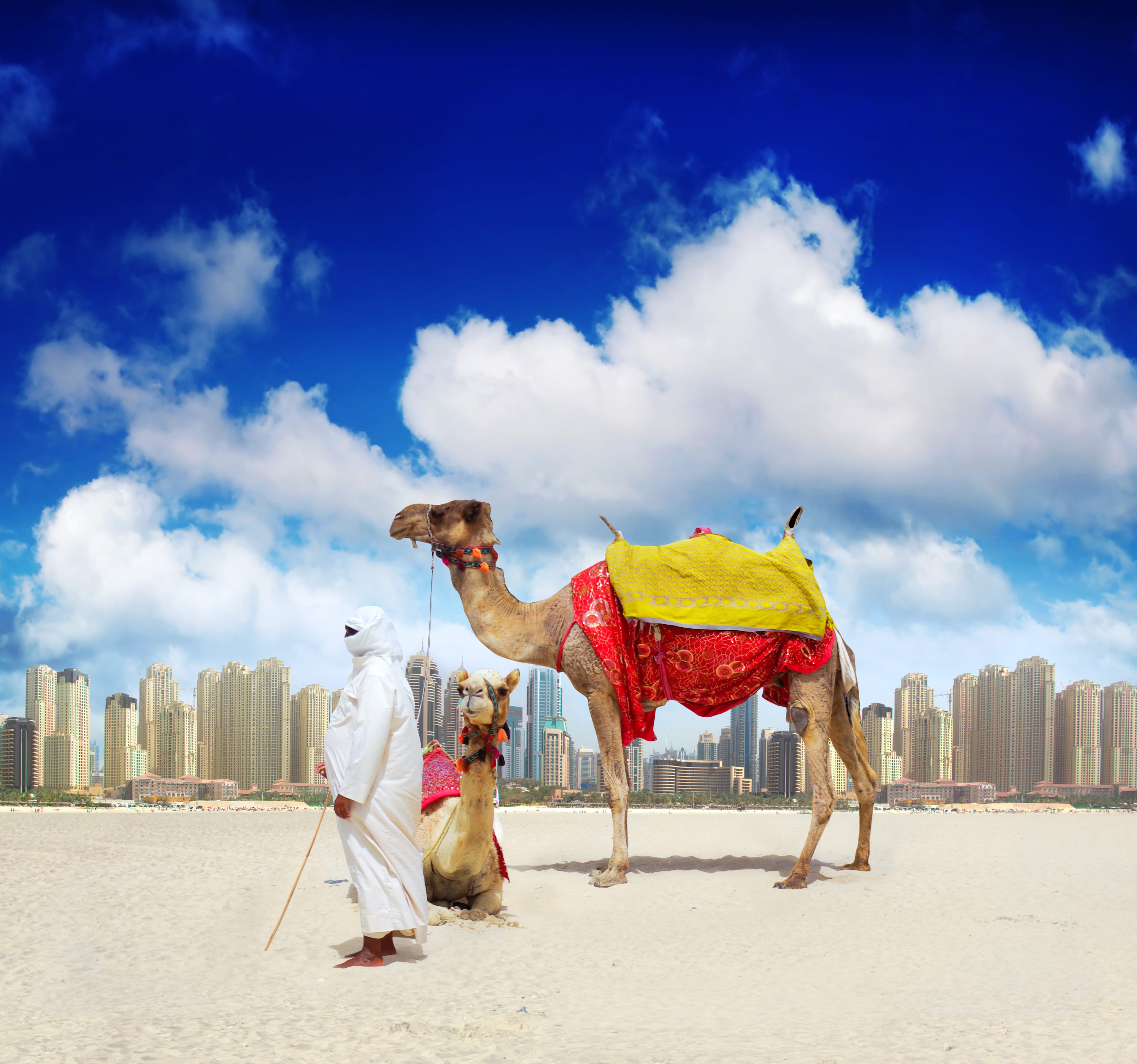 Верблюды на пляже Дубая