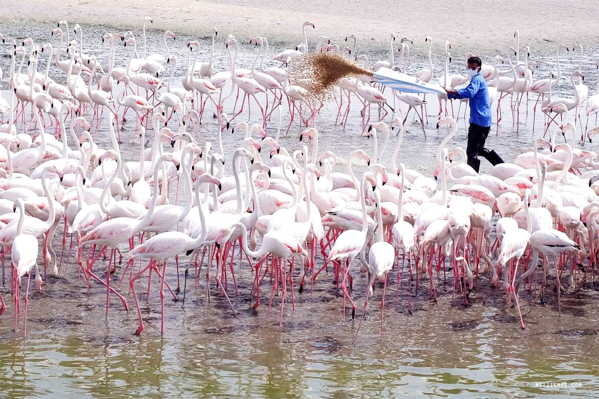 Кормление фламинго в заповеднике Дубай-крик