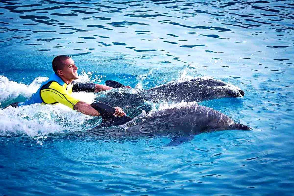 Плавание с дельфинами в Дубайском дельфинарии