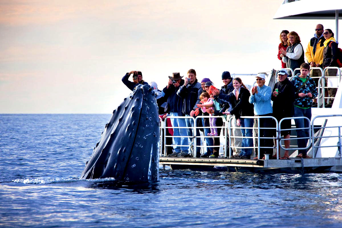 Наблюдение за китами, Мауи
