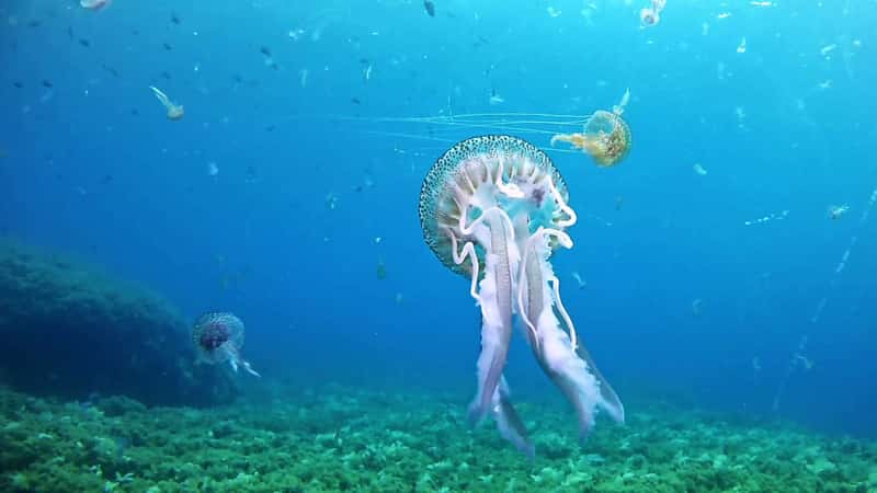 Подводная жизнь Средиземного моря у берегов Майорки