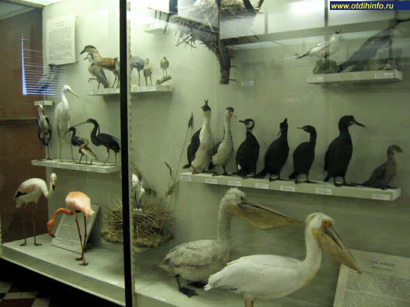 Экспонаты различных видов птиц в зоологическом музее им. Ломоносова