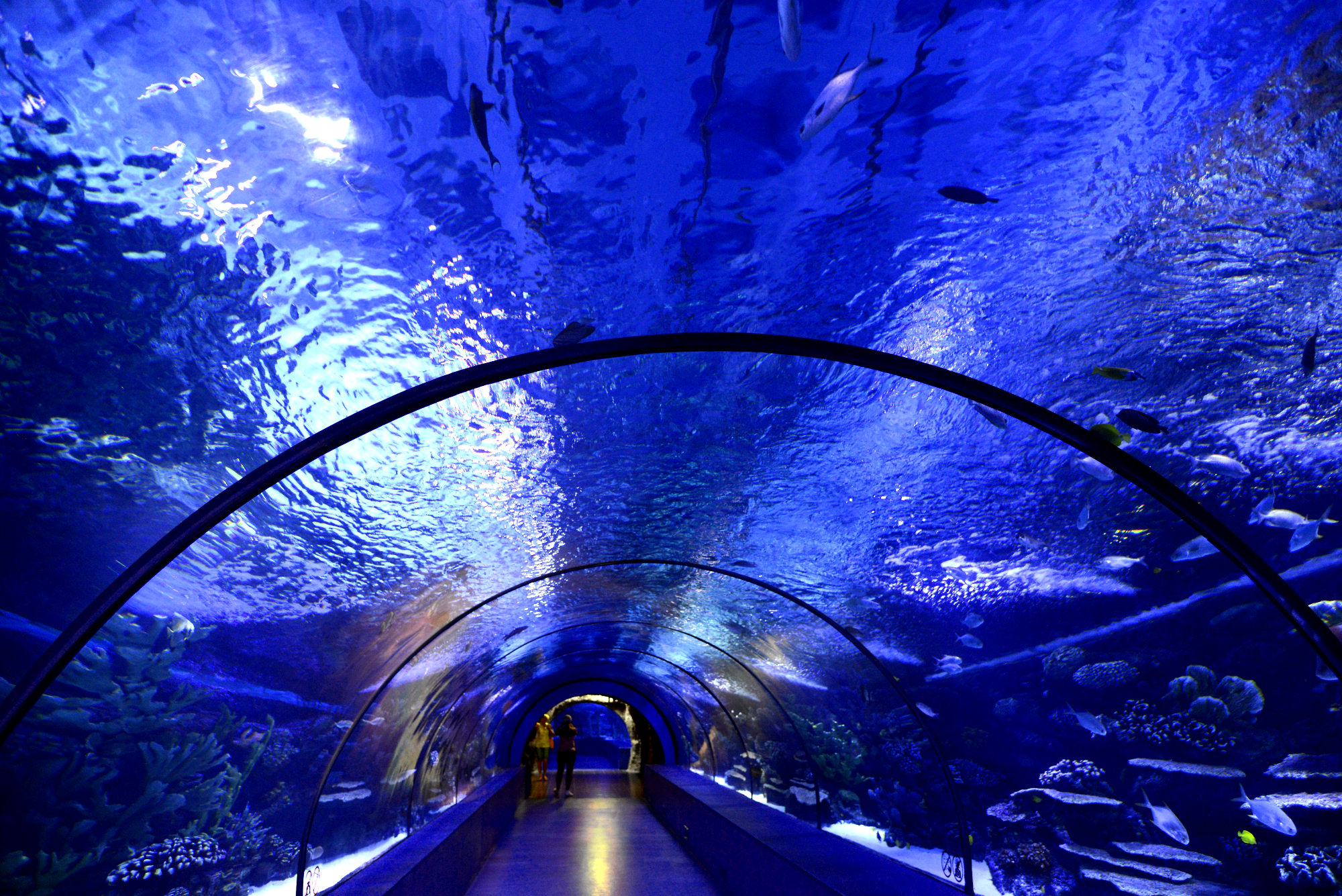 Туннельный аквариум
