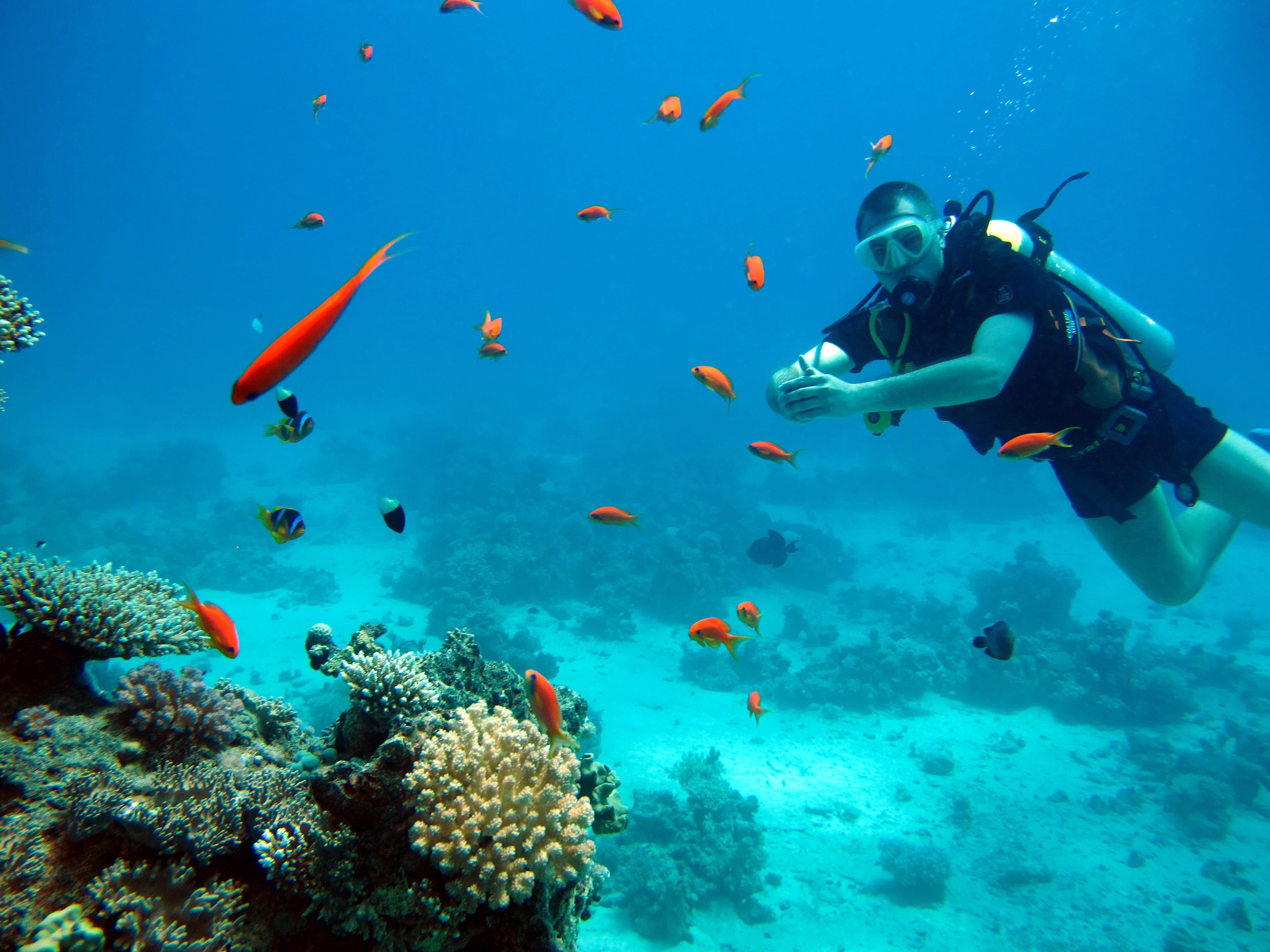 Подводный мир Красного моря, Акаба