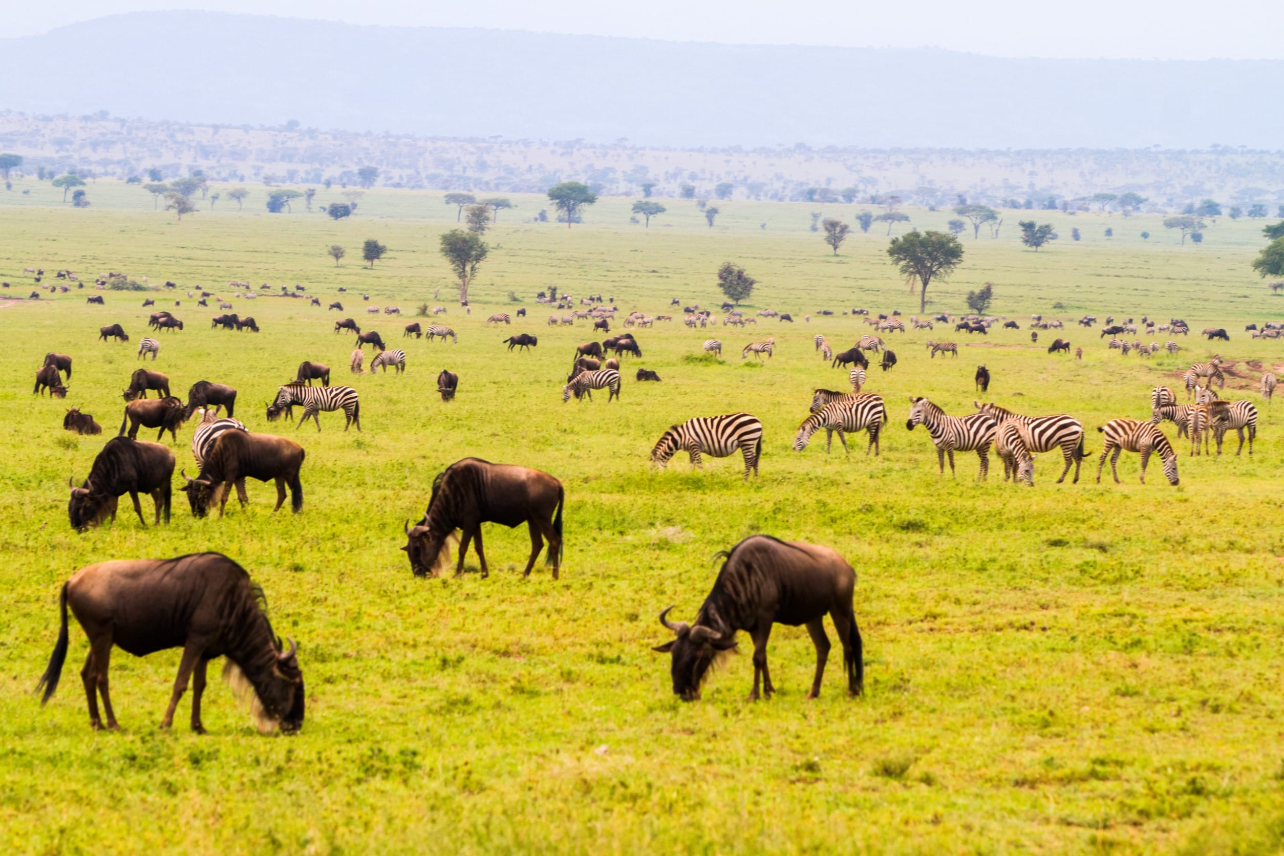 Миграция антилоп Гну и зебр в Танзании