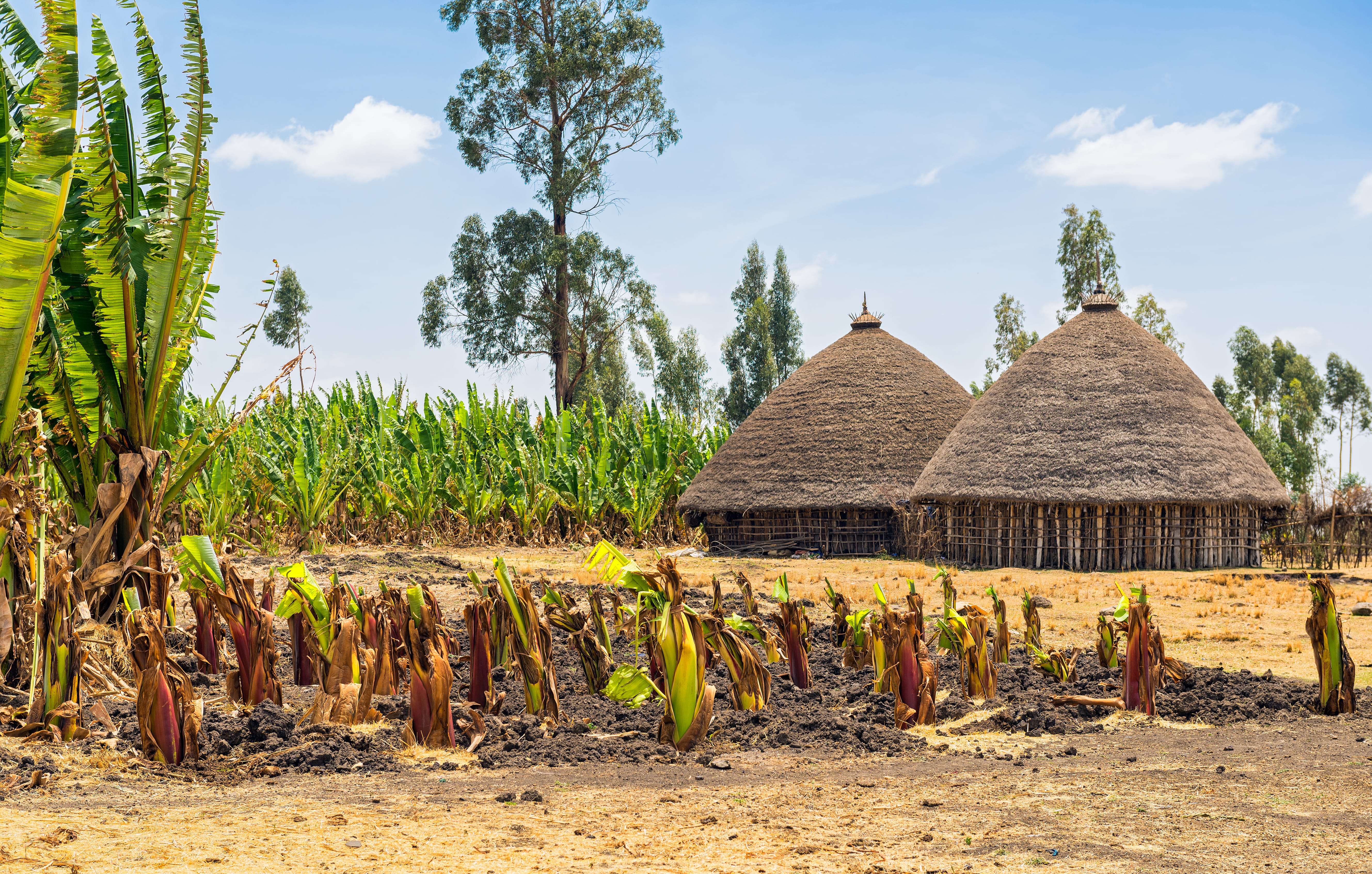 Традиционные сельские дома в Эфиопии
