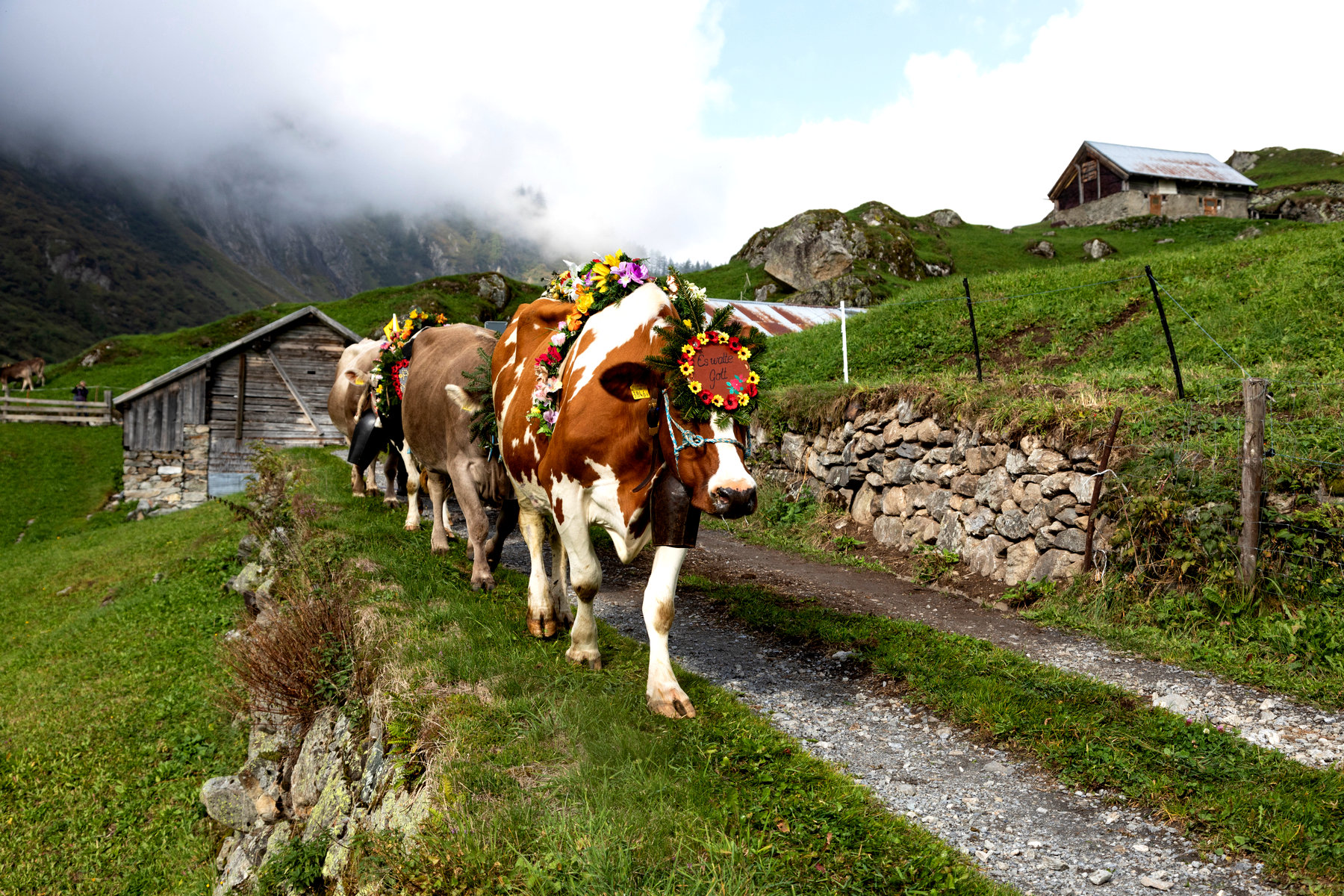 Alpabfahrt (или Désalpe) – парад коров в цветочных головных уборах и больших звенящих коровьих колокольчиках.