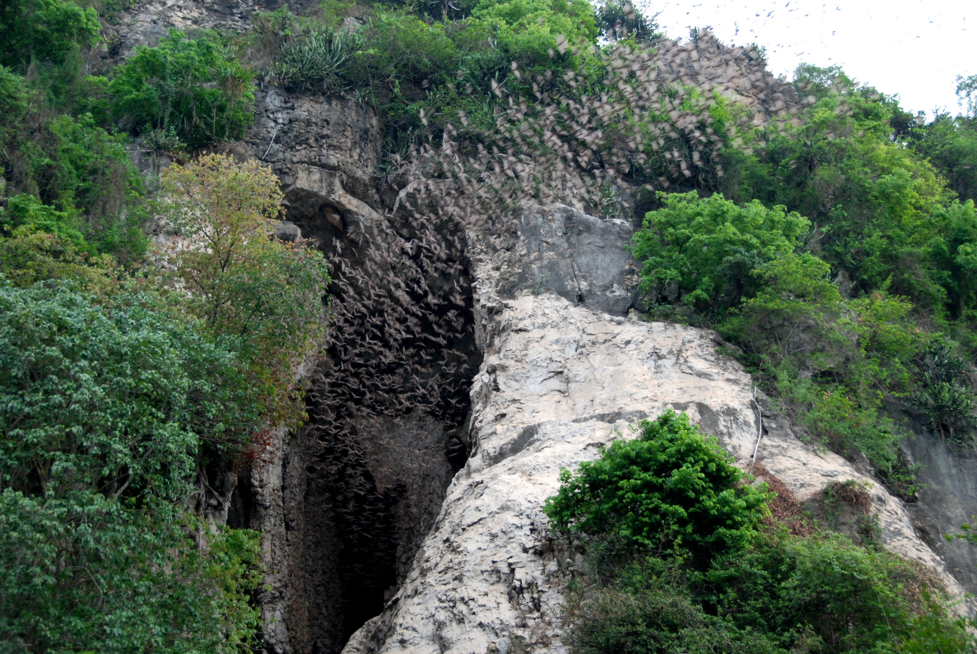Пещеры летучих мышей в Баттамбанге