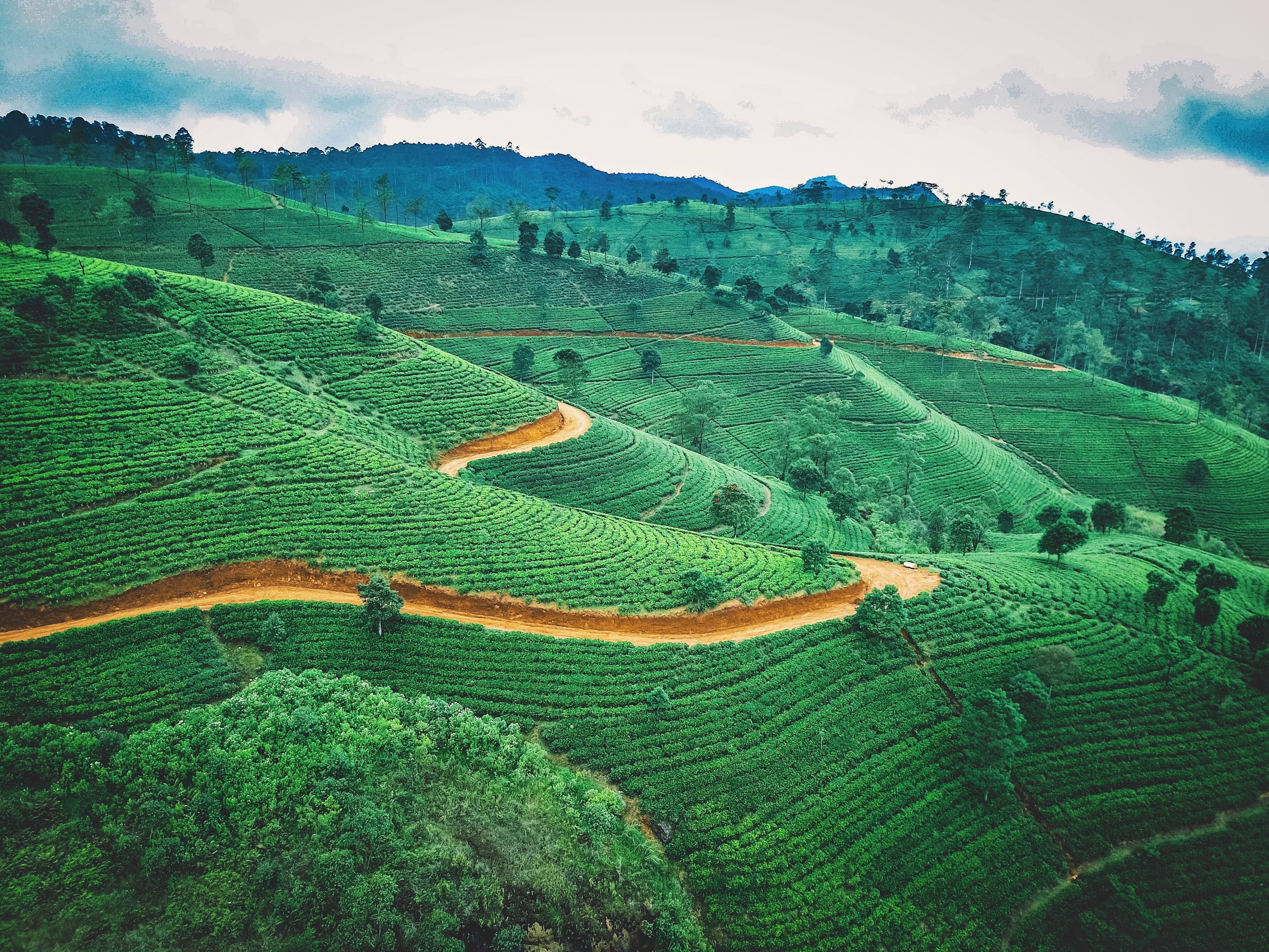 Чайны плантации Шри-ланки