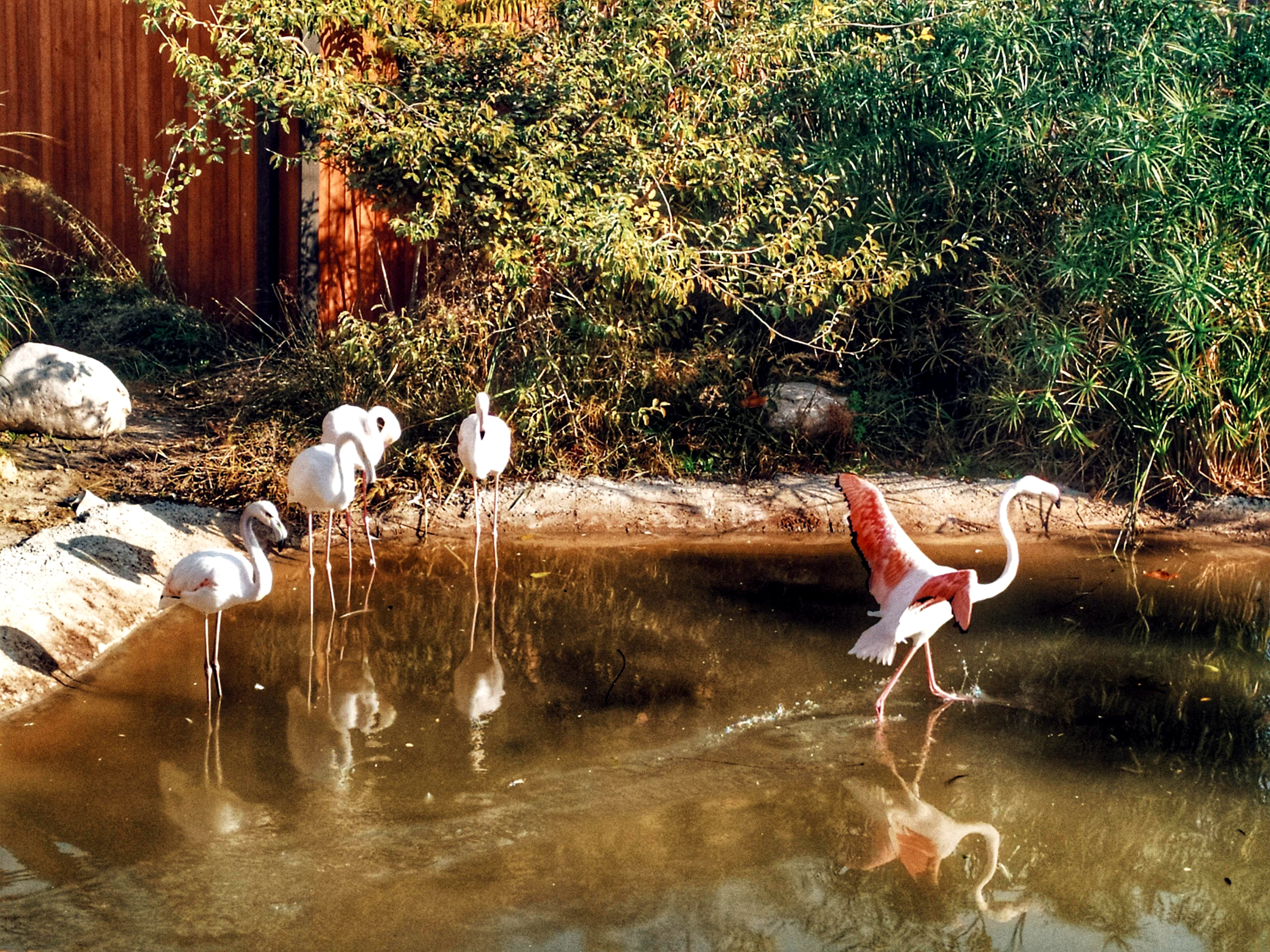 Очаровательные фламинго в Бакинском зоопарке