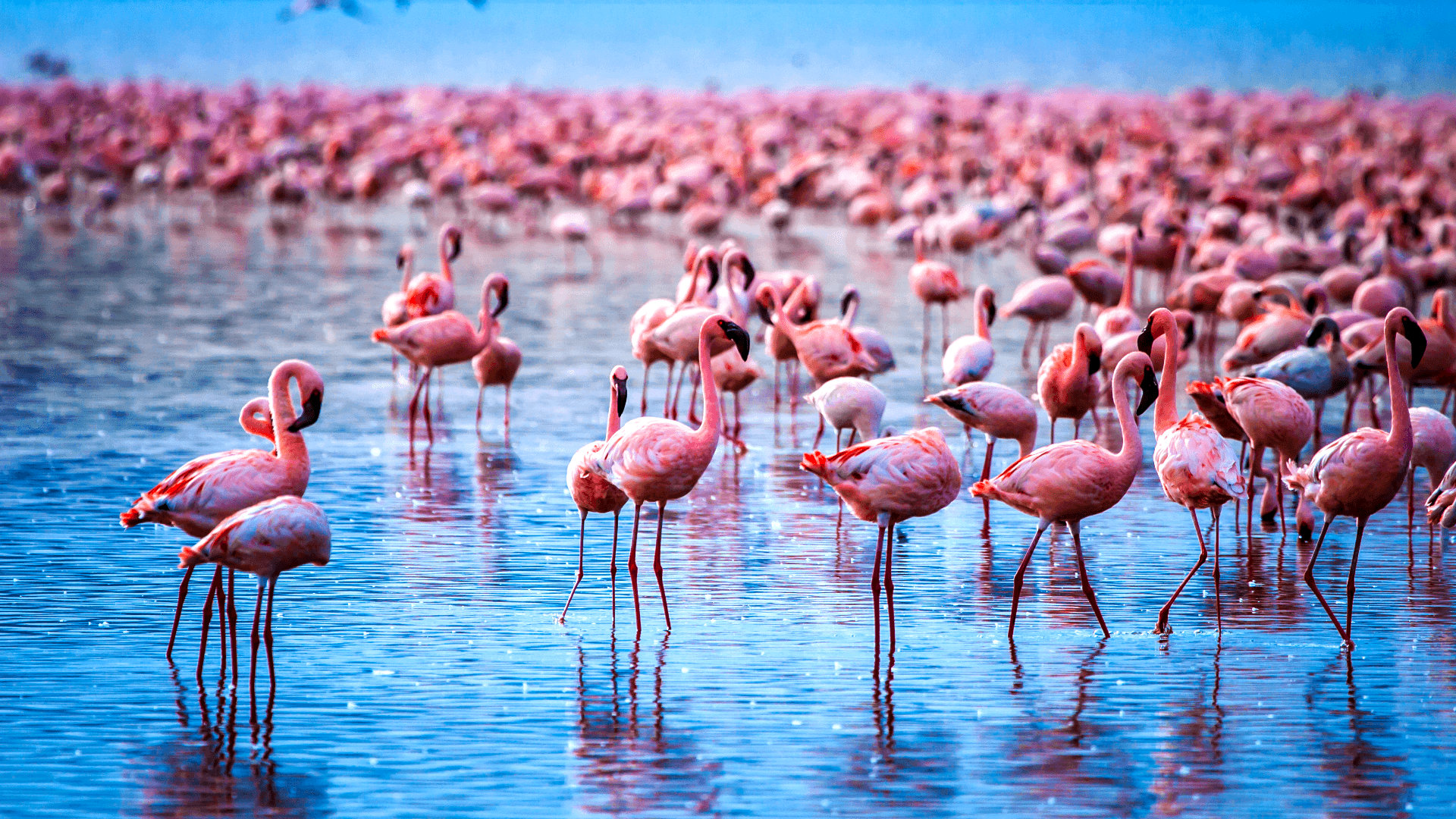 Фламинго на солёном озере Туз, Турция