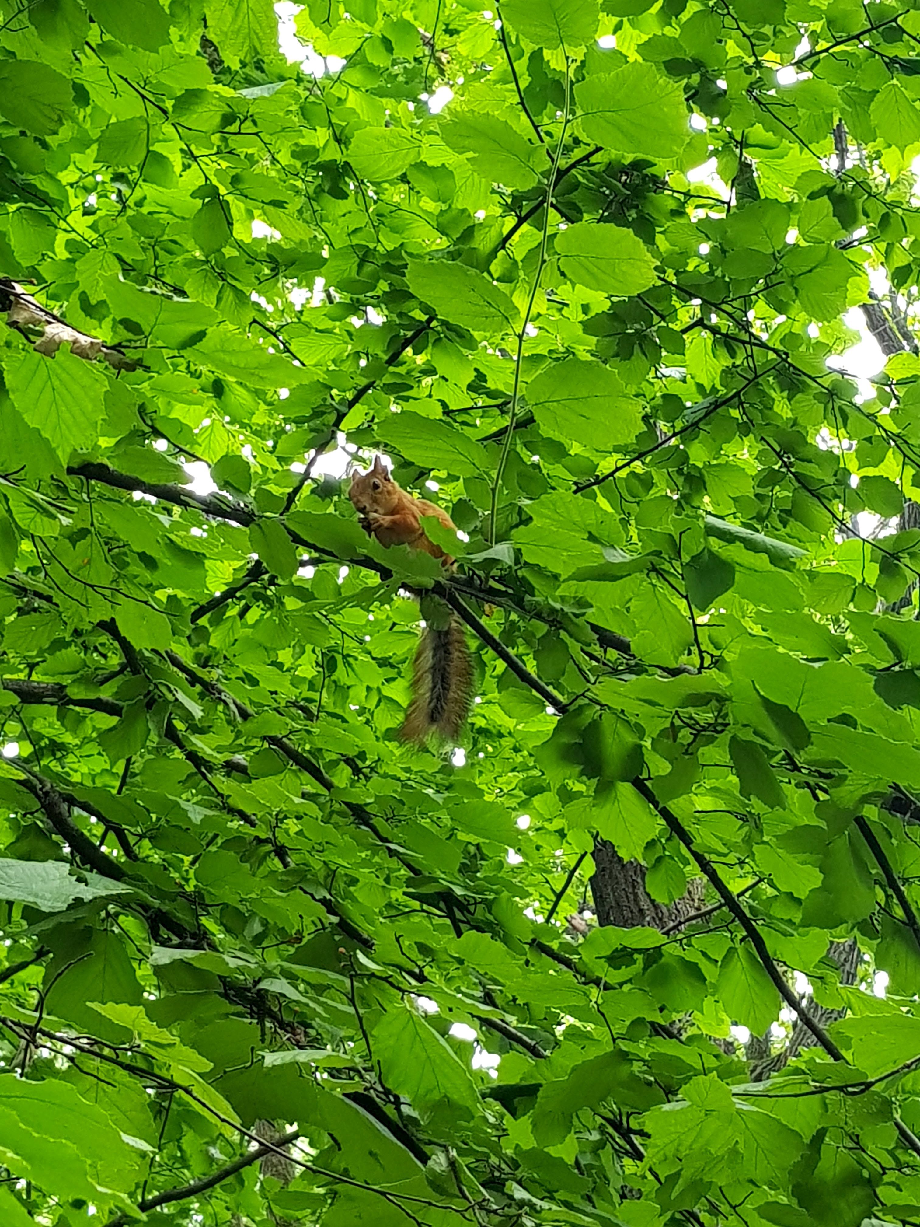 Белка в кроне дерева Воронцовского парка