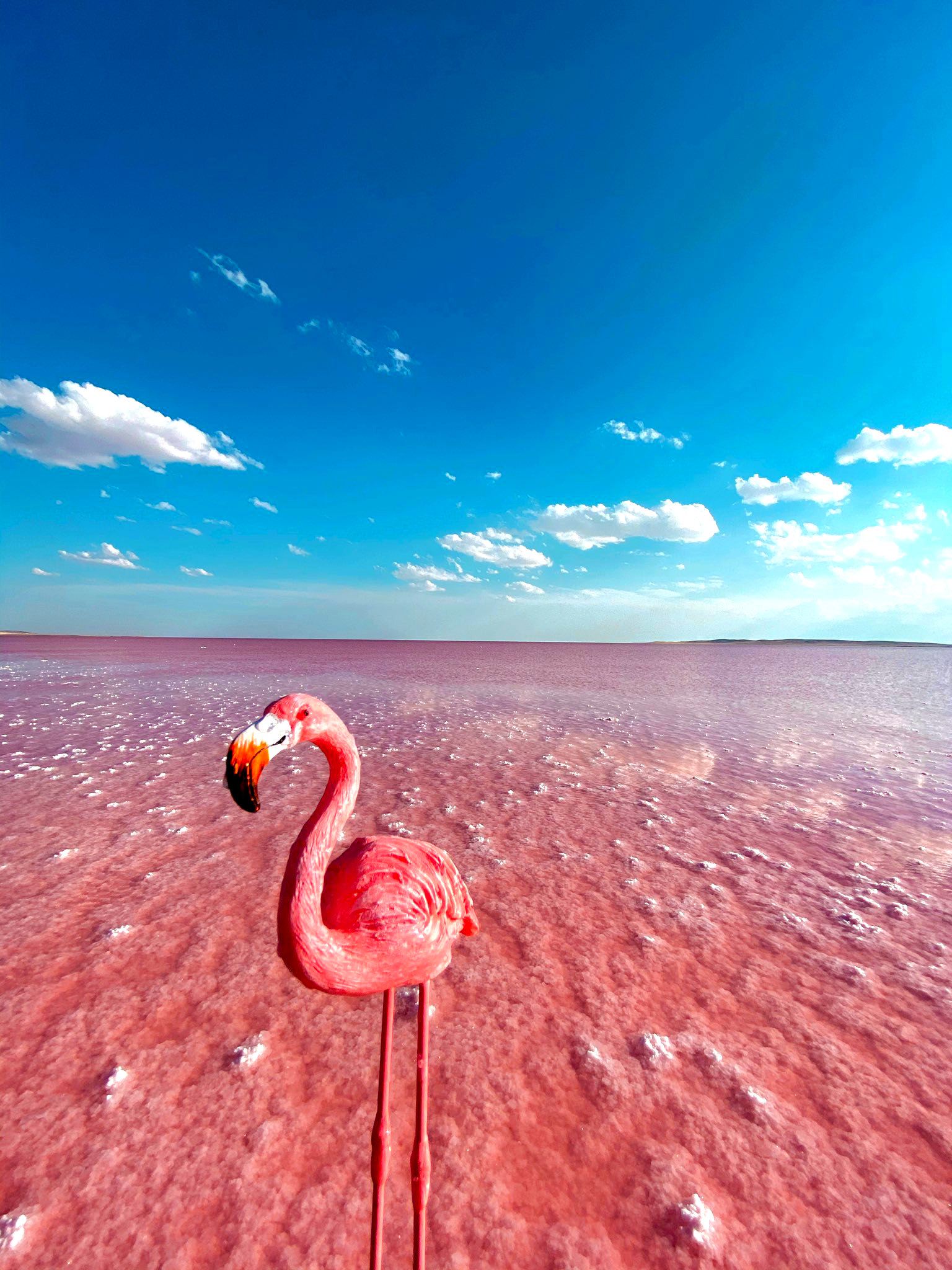 Фламинго на озере Туз в Турции
