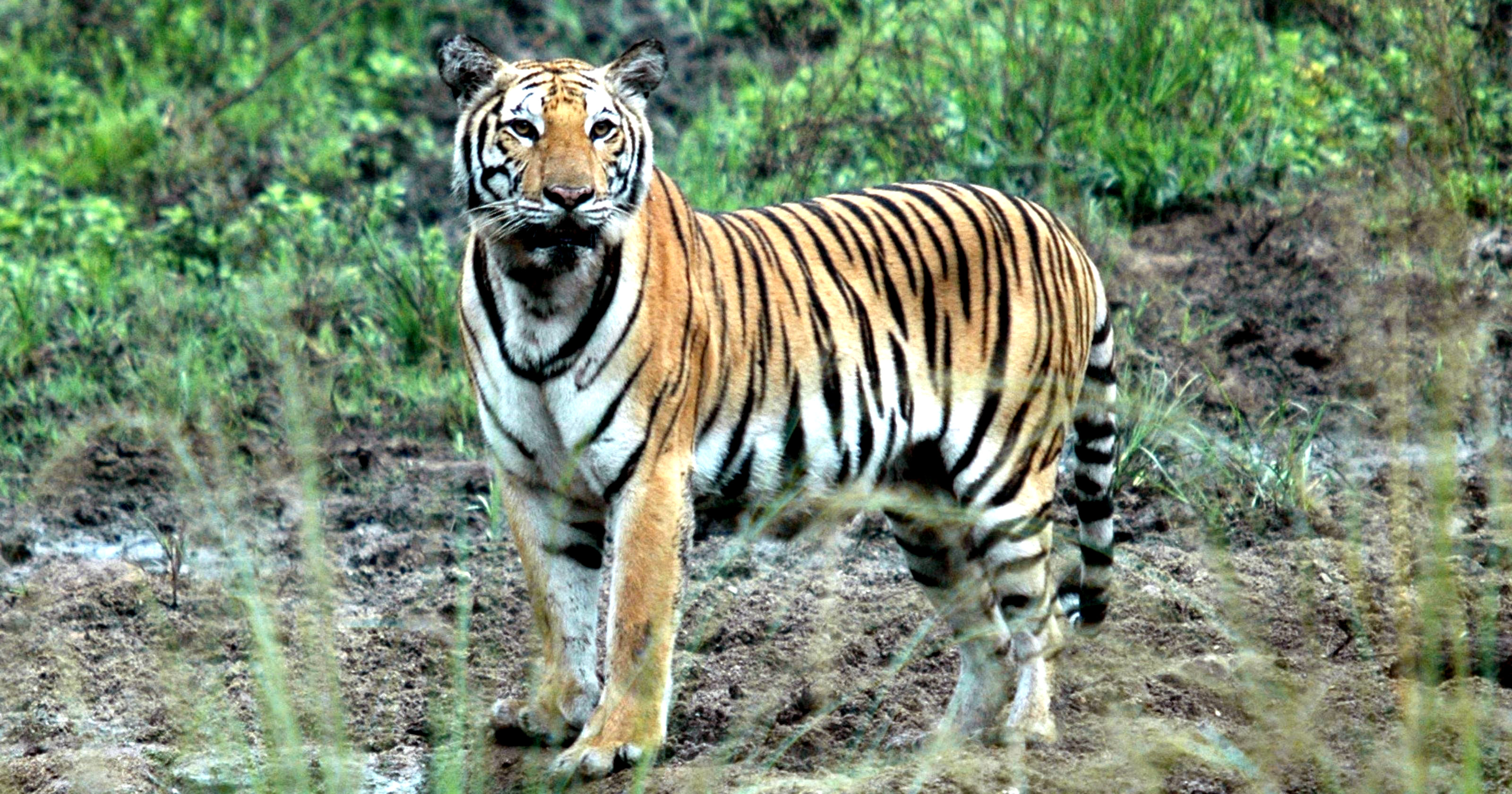 Тигр в заповеднике Хуай Кха Каенг, Таиланд