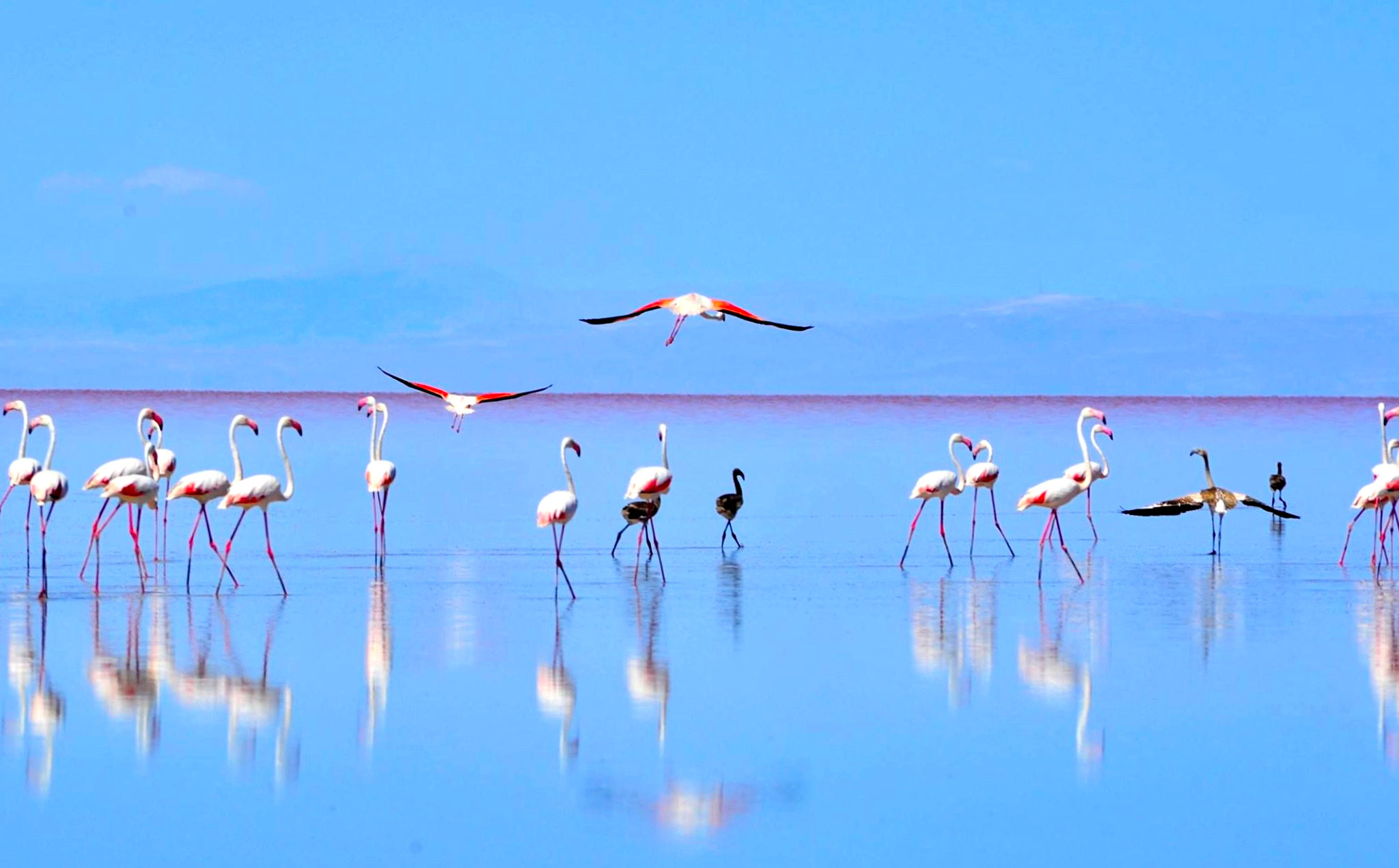 Фламинго на озере Туз