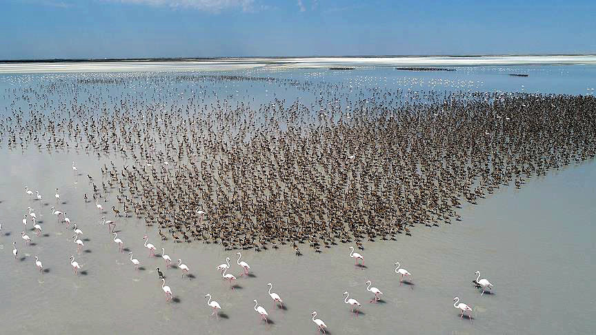 Целые колонии фламинго