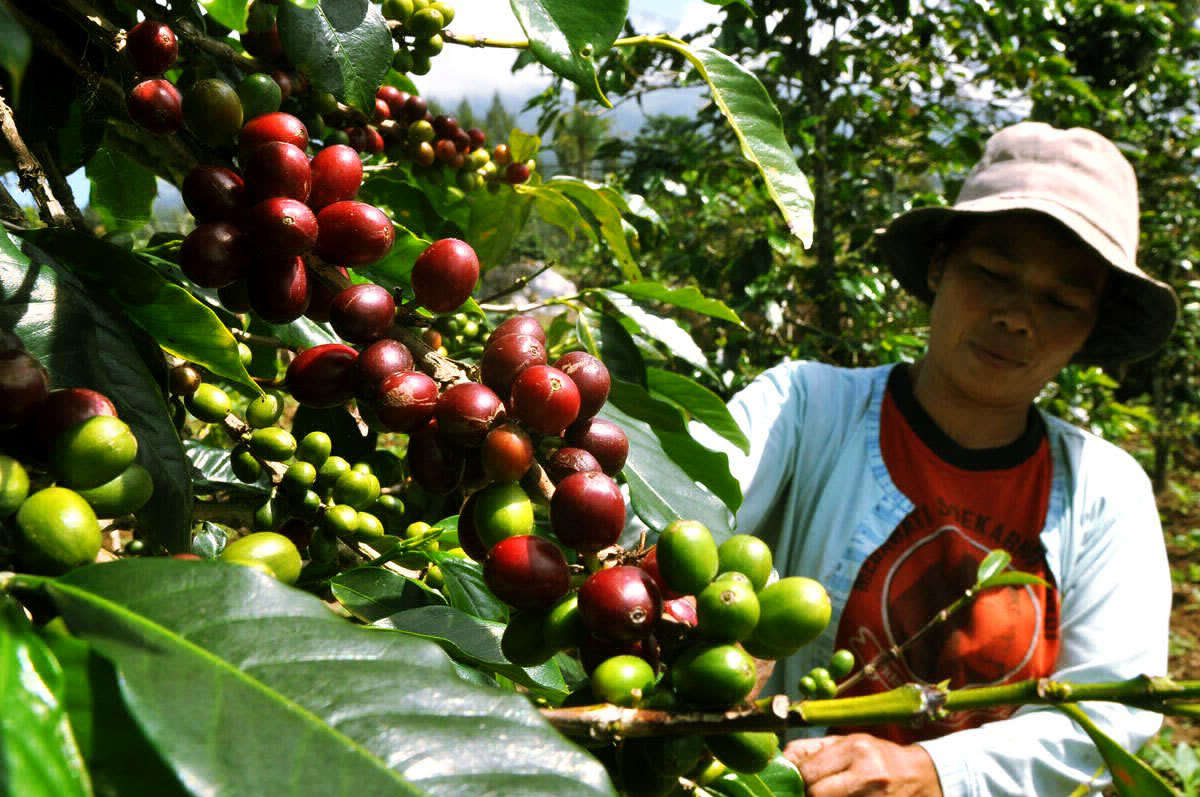 Кофейные плантации, кофе Лювак на Бали