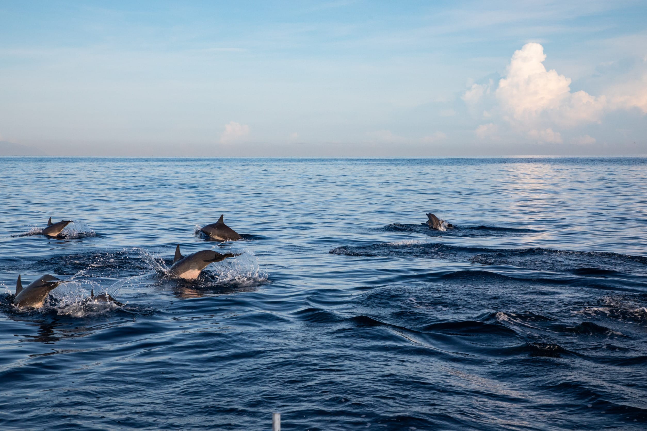 Дельфины плавающие неподалёку от пляжа Ловина