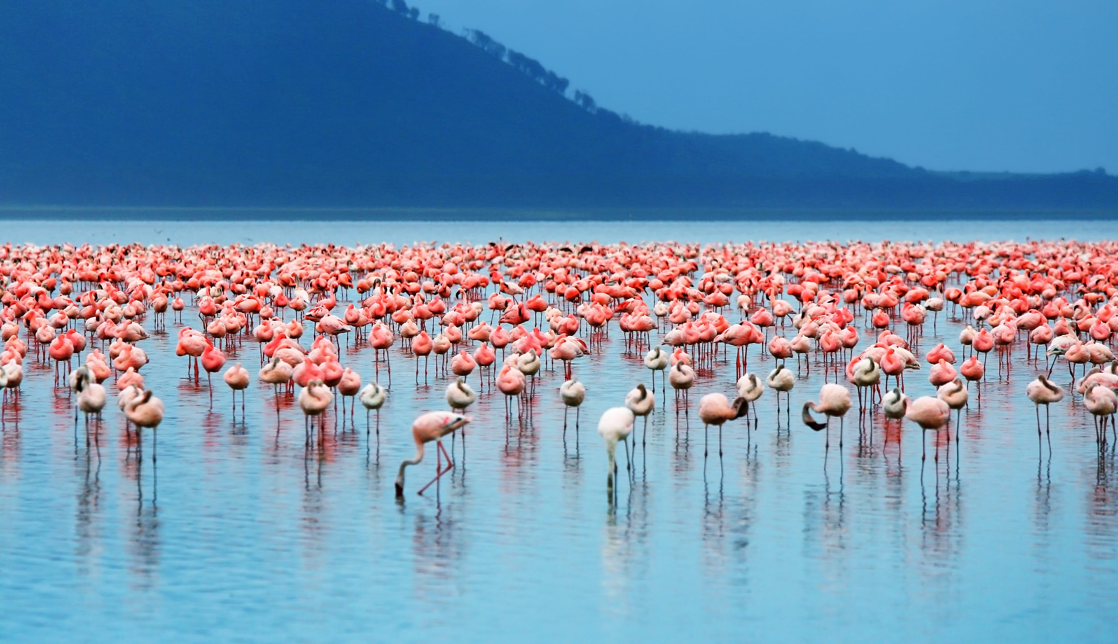 Фламинго на озере Маньяра