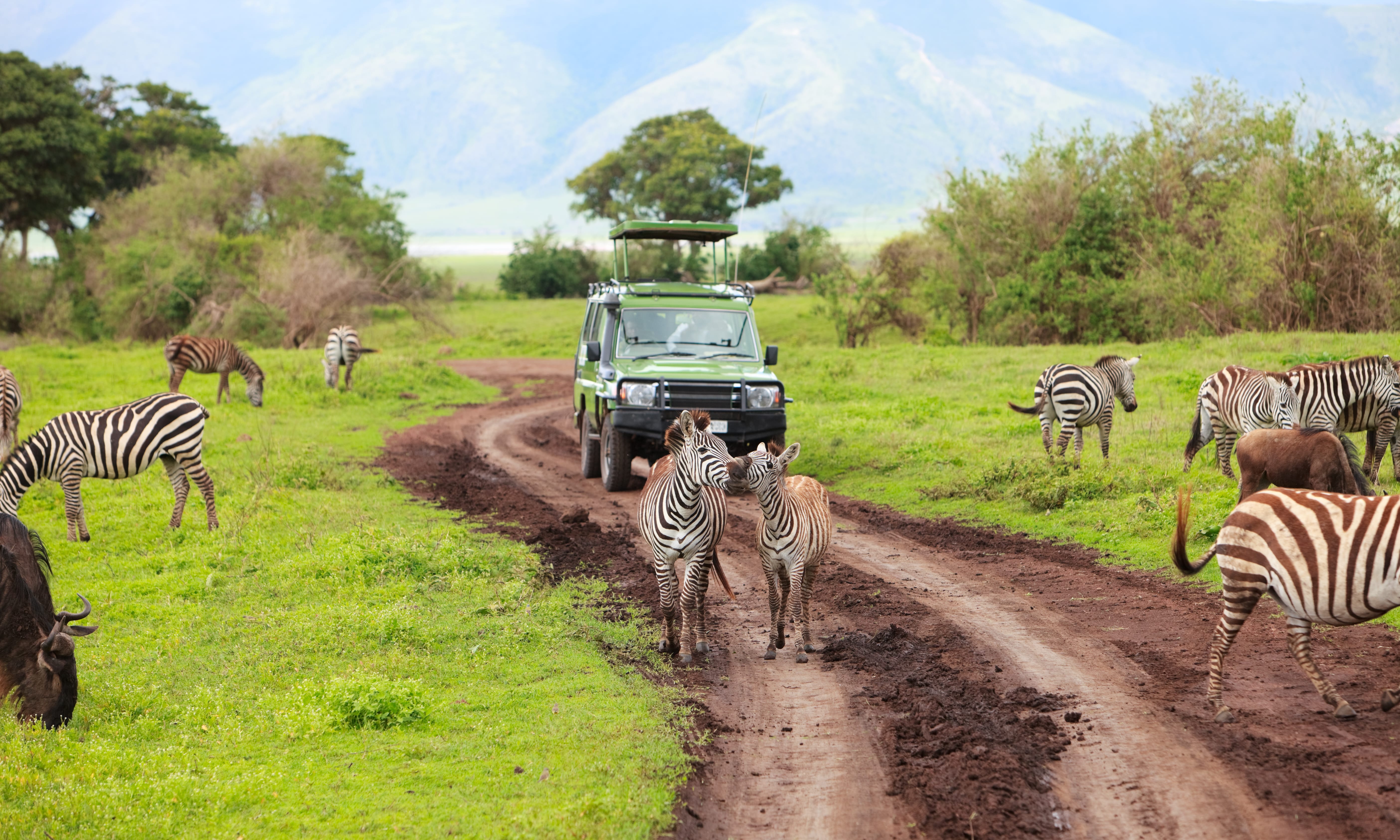 Сафари туры в Танзании