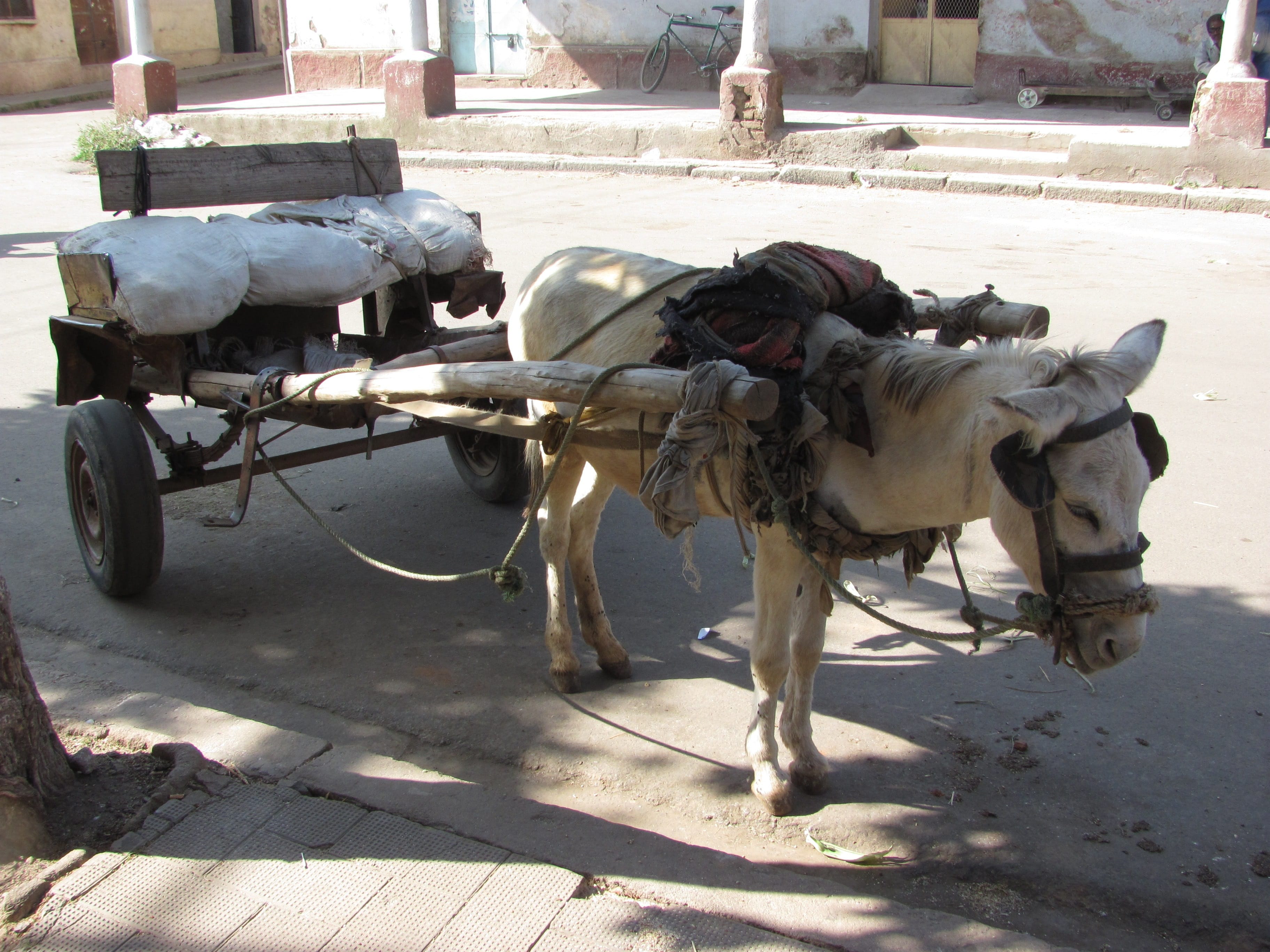 Осёл с повозкой в столице Эритреи Асмэре