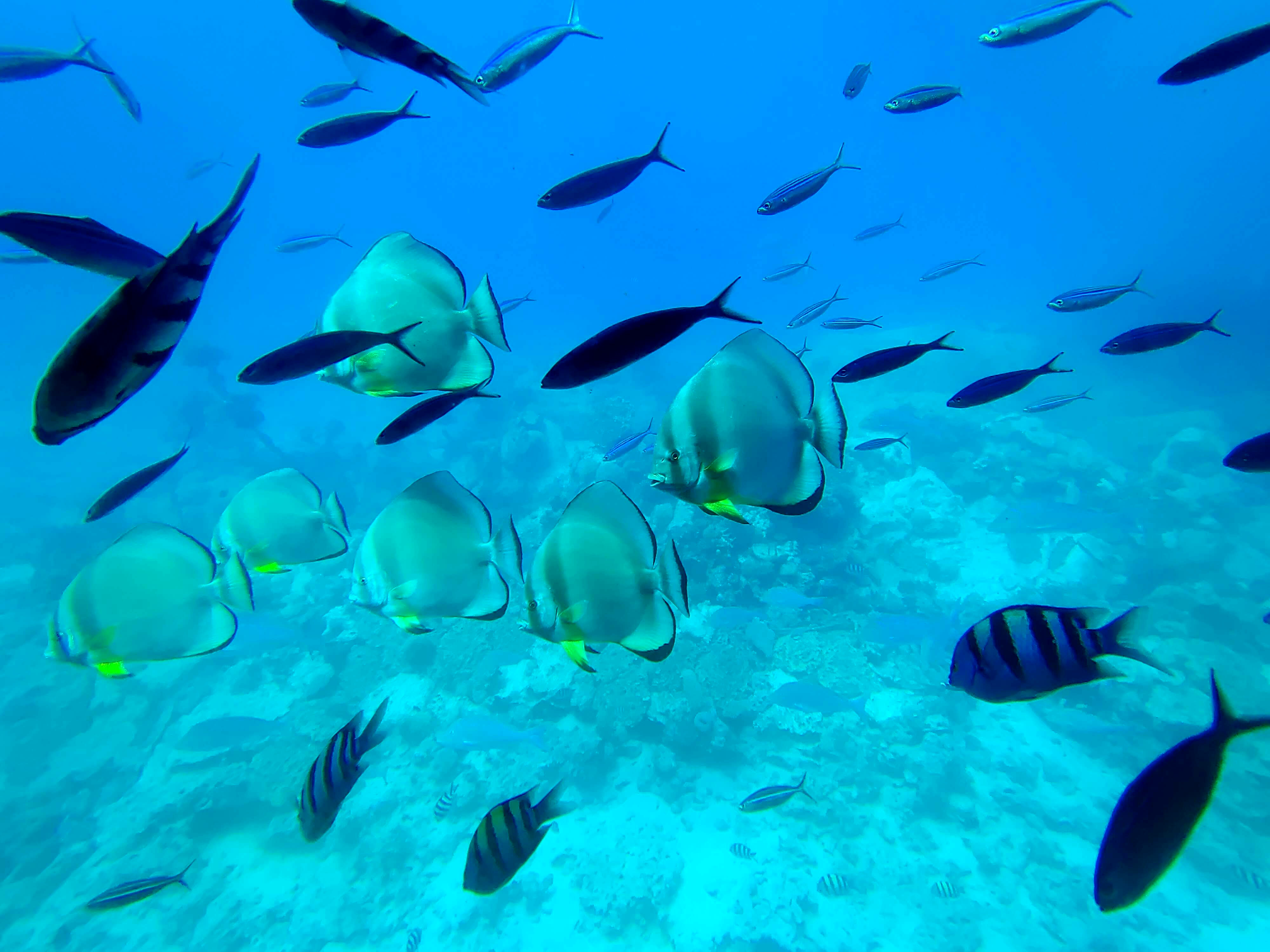 Шикарный подводный мир Красного моря
