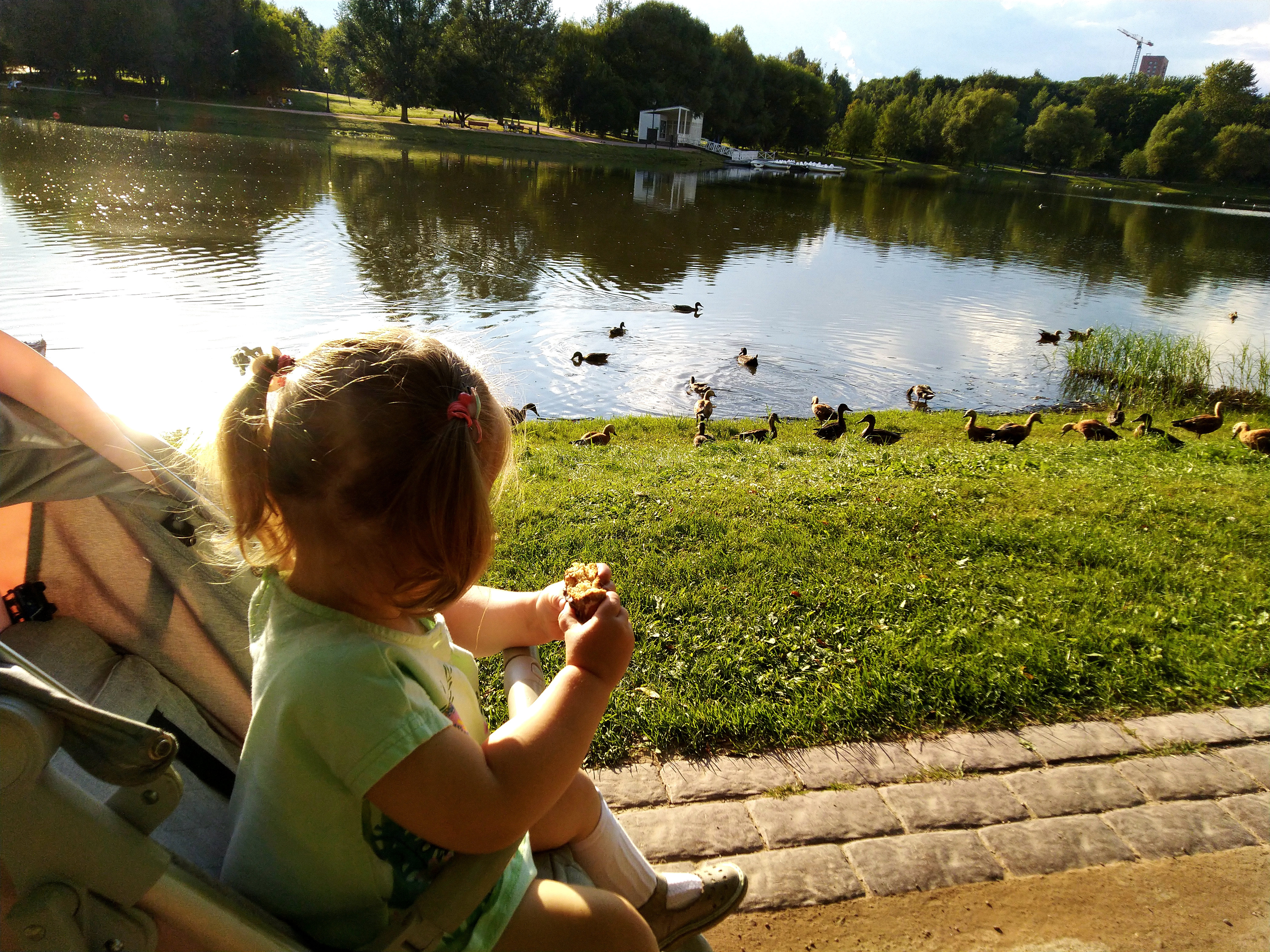 Ребенок кормит уток возле пруда