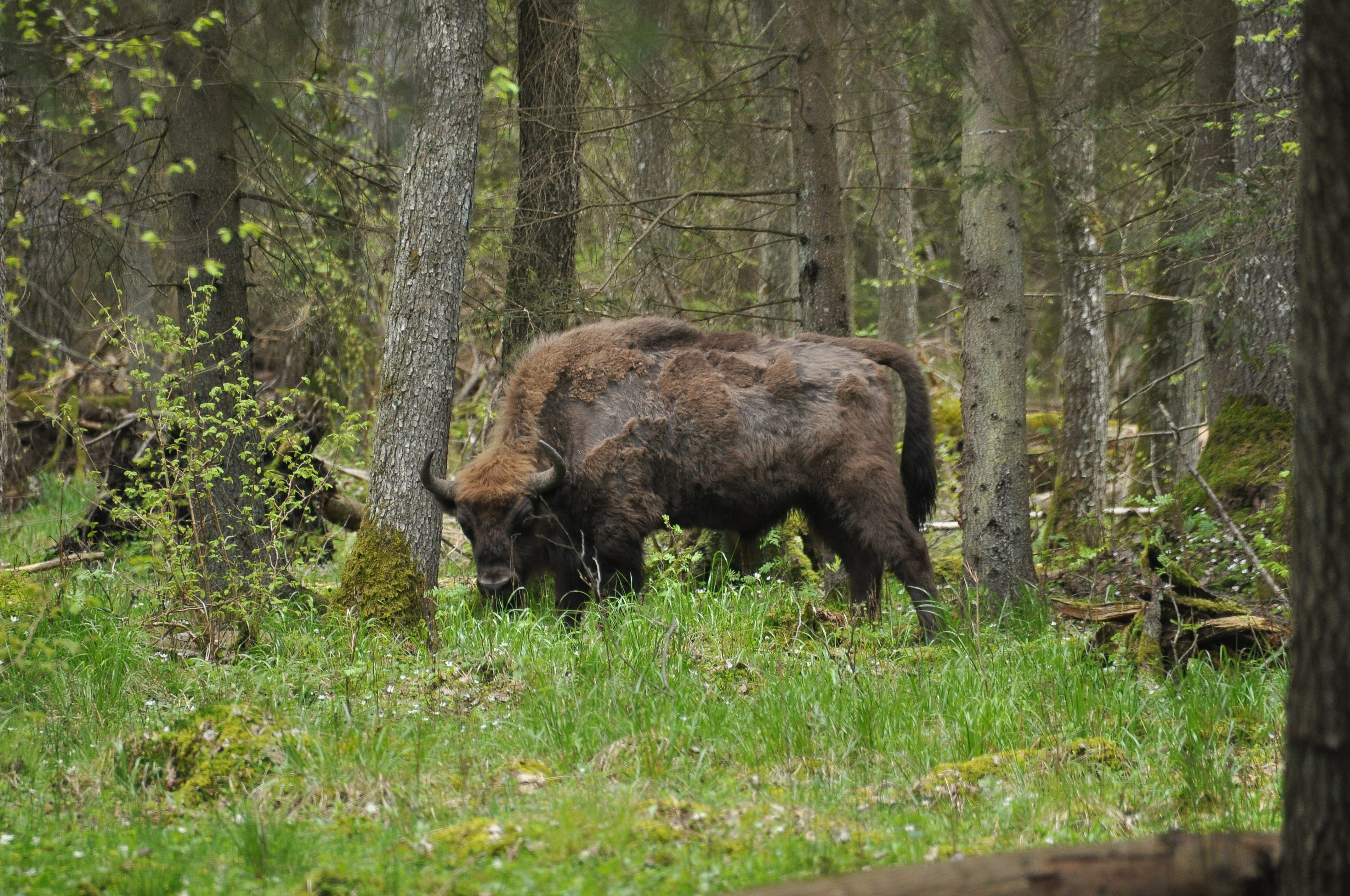 Зубры в Беловежском национальном парке