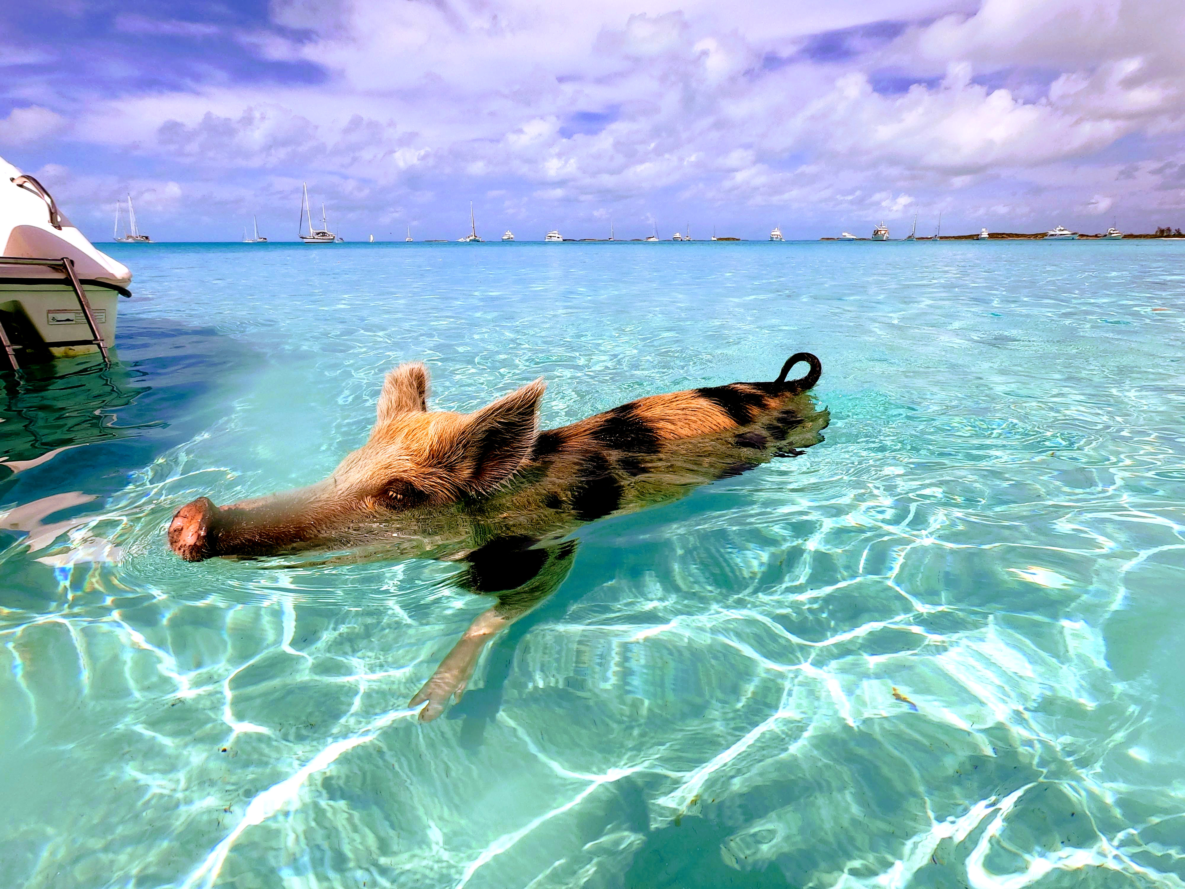 Pig Island