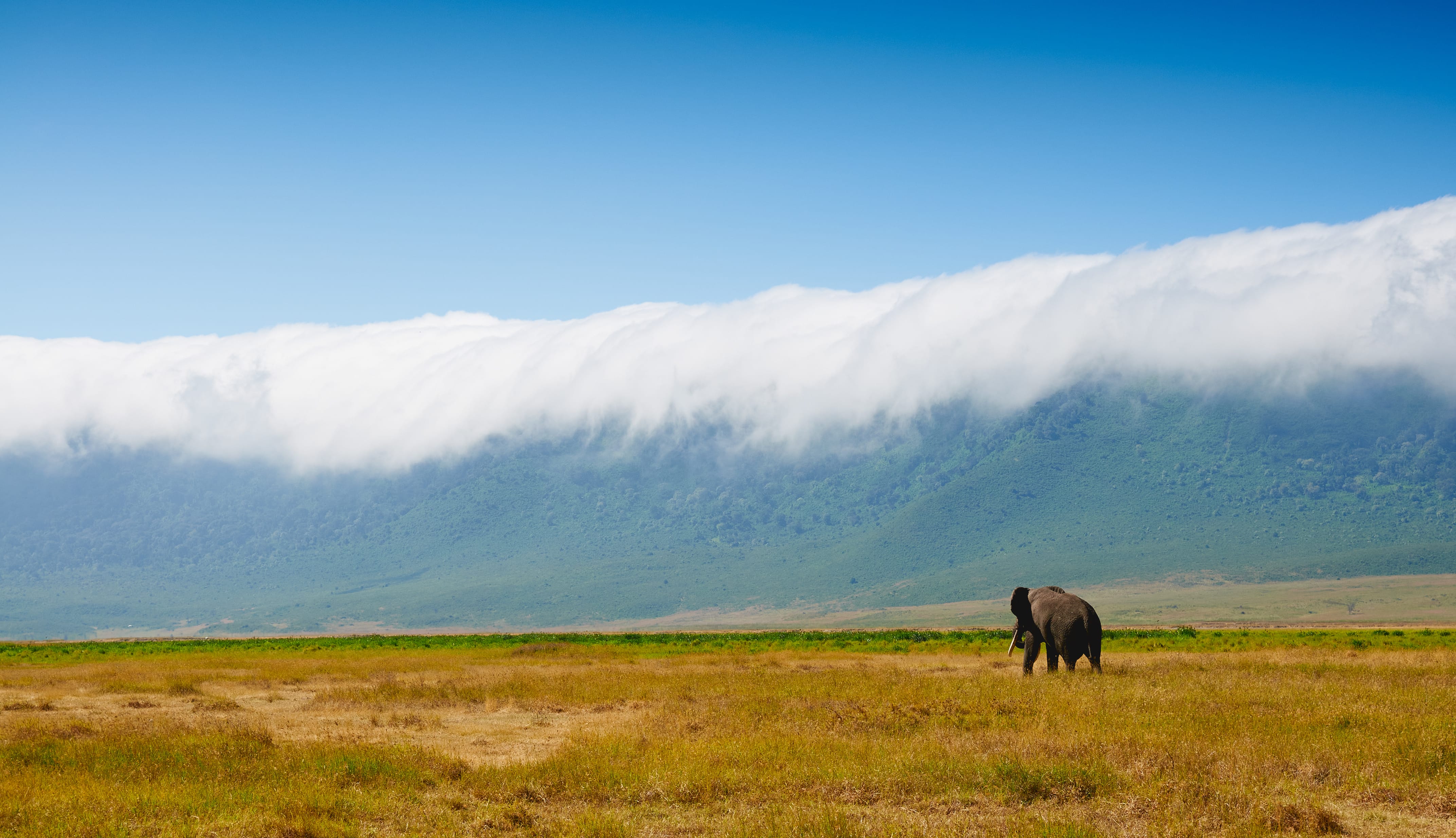 Слон идущий по кратеру Нгоронгоро