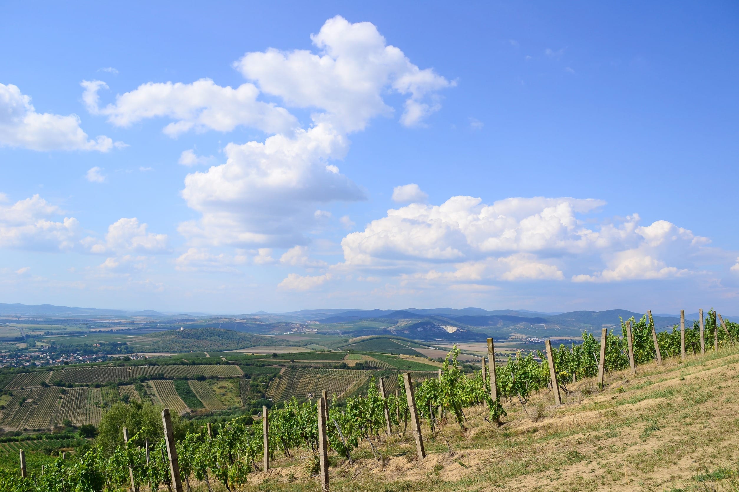 Виноградники на склоне холма возле деревни Таркал