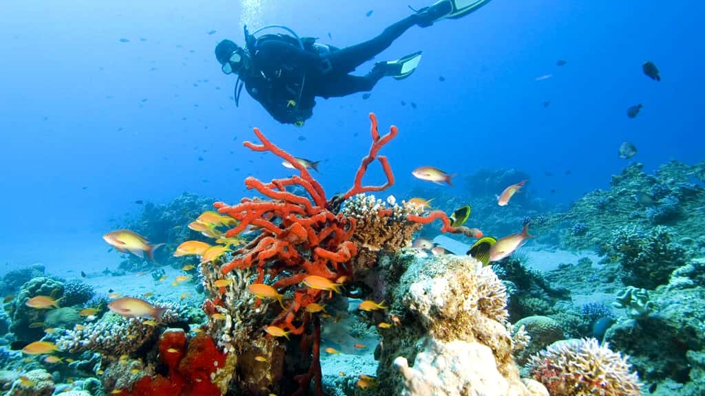 Подводный мир Красного моря, Акаба