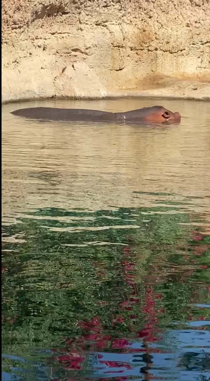Пара часов в пути и мы в самом зеленом и живописном городе Аль- Айн Объединенных Арабских