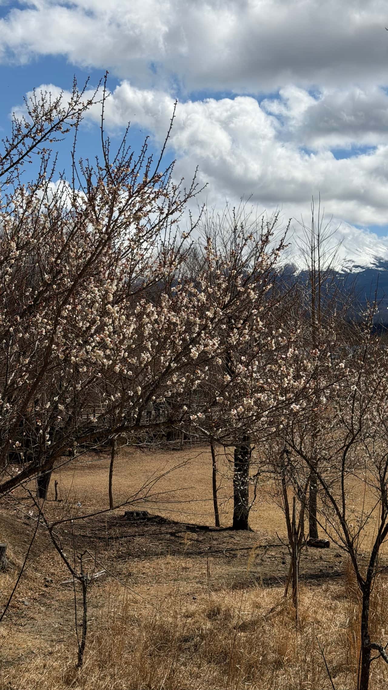 Всем привет! Спешу поделиться нашим отзывом на экскурсию с Татьяной вокруг Фудзи. Приезжали в Японию семьей