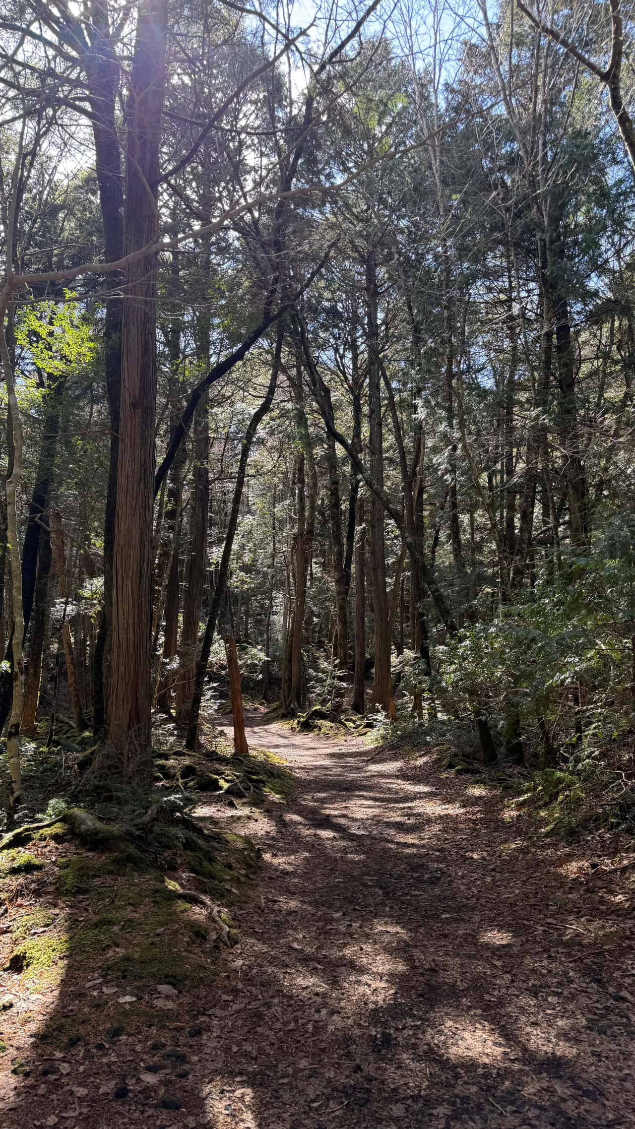 Всем привет! Спешу поделиться нашим отзывом на экскурсию с Татьяной вокруг Фудзи. Приезжали в Японию семьей
