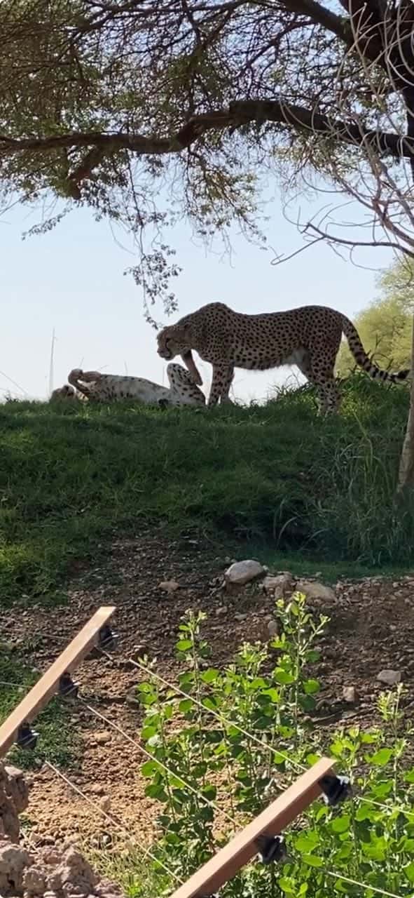 Пара часов в пути и мы в самом зеленом и живописном городе Аль- Айн Объединенных Арабских