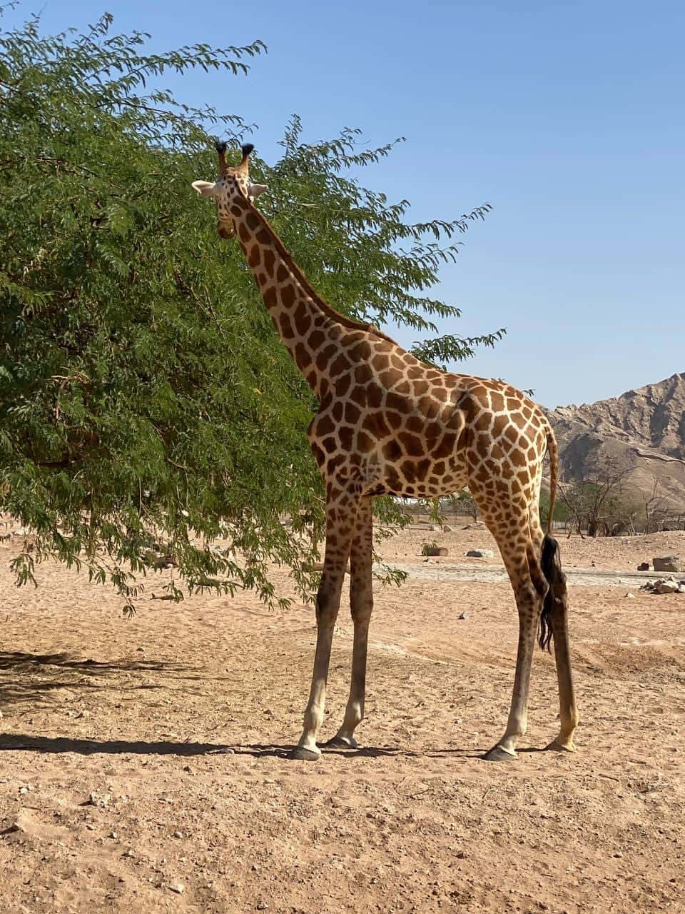 Пара часов в пути и мы в самом зеленом и живописном городе Аль- Айн Объединенных Арабских