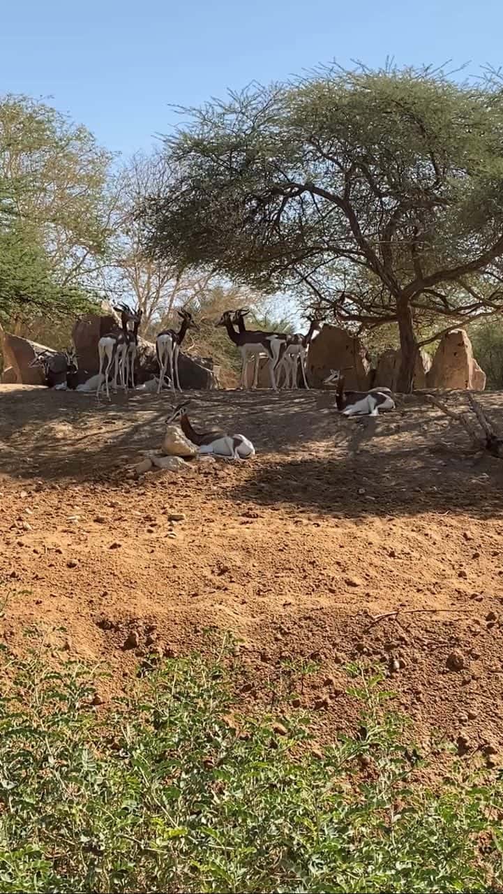 Пара часов в пути и мы в самом зеленом и живописном городе Аль- Айн Объединенных Арабских