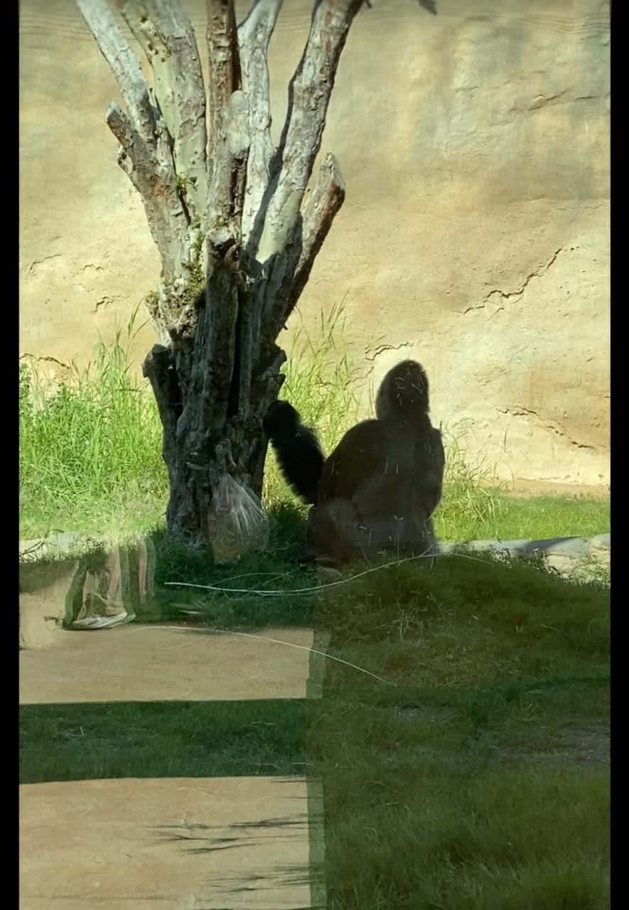 Пара часов в пути и мы в самом зеленом и живописном городе Аль- Айн Объединенных Арабских