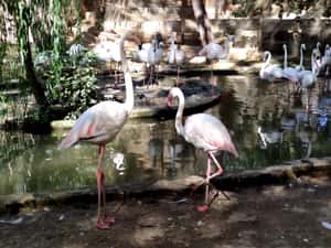 Фламинго в Анталийском зоопарке