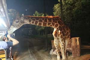 Chiang Mai Night Safari