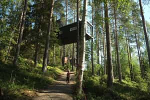 Домик на дереве в отеле Treehotel Sweden