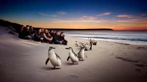 Наблюдение за пингвинами на острове Филлип